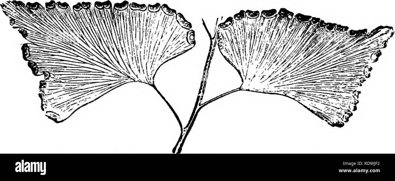. Ferns: British &amp; foreign. The history, organography, classification, and enumeration of the species of garden ferns with a treatise on their cultivation, etc. etc. Ferns. 182 PEEKS : BRITISH AUD rOEEIGU. 1. P. Brownii, /. 8m.; Lowe's Ferns, 3, t. 29. Adiantum paradoxum, ii. Br. Pellasa paradoxa. Hook. Fil. Exot. t. 21; Sp. Fil. 2, t. 3 A. teltoa cordata. Fee (non J. 8m.).—Australia. 2. P. falcatlim, J. 8m.; Lowe's Ferns, 3, t 30 A B; Sooh. Gen. Fil. t. 115 A {excl. name P. Brownii). Pteris falcata, iJ. Br. Pteris seticaulis, Soolc. le. PI. t. 207. Pellsea faloata. Fee ; Booh. 8p. Fil. 2, Stock Photo