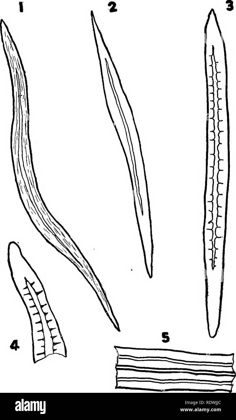 . The elements of vegetable histology. Plant anatomy. 106 THE ELEMENTS OF VEGETABLE HISTOLOGY. Plate 40.—Fibers. 1. Baptisia root. (Nonporous, striated.) 2. Ceylon Cinnamon bark. (Non- porous, nbnstriated.) 3. Hydrangea root. (Porous, nonstriated.) 4. Echin- acea root. (Porous, nonstriated.) 5. Senna leaf. (Nonporous, nonstriated.). Please note that these images are extracted from scanned page images that may have been digitally enhanced for readability - coloration and appearance of these illustrations may not perfectly resemble the original work.. Ballard, Charles William, 1887-. New York, J Stock Photo