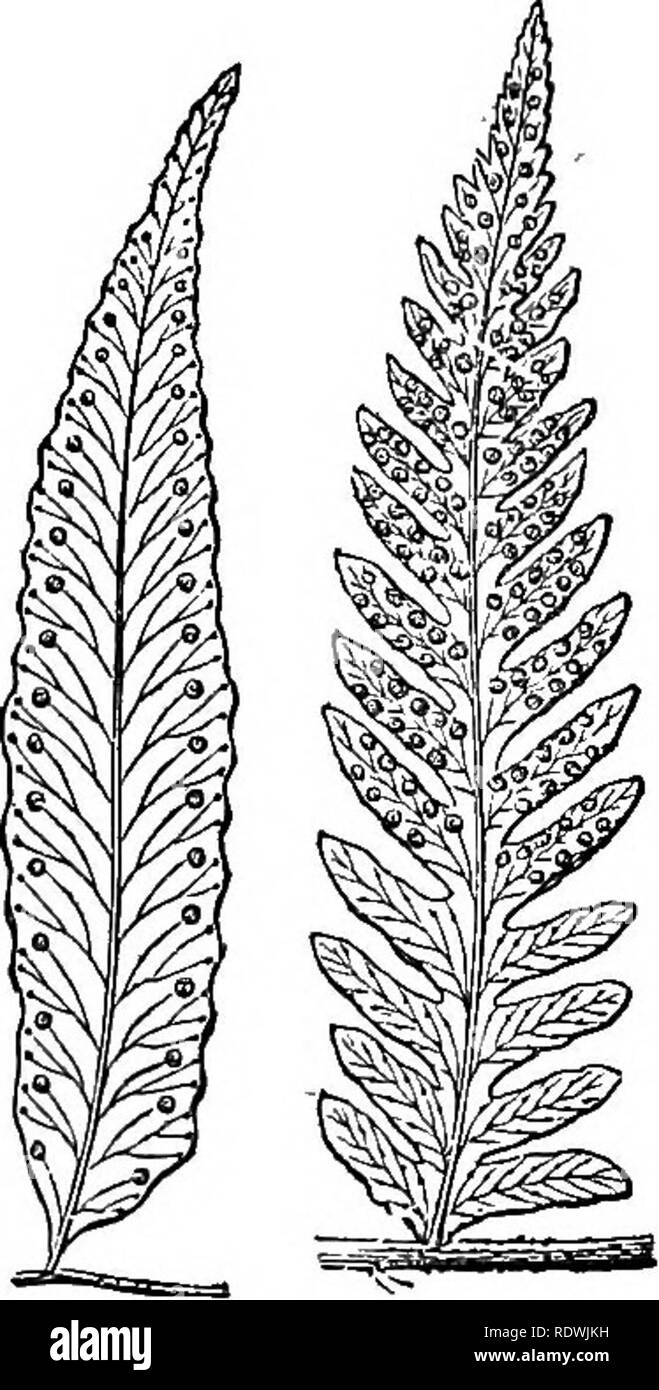 . Ferns: British &amp; foreign. The history, organography, classification, and enumeration of the species of garden ferns with a treatise on their cultivation, etc. etc. Ferns. AN ENDMEEATION OF CULTIVATED FEENS. 163 pinnas entire, dentate or pinnatifid. Veins forked or pinnate; venules free, their apices clavate, the lower exterior one sporangiferous. Becep- tacles punctiform. Sori terminal, round. Indv^ivmi reniform or absent. a. Indusiwm absent.. 1. A. ^euella, /. 8m, m Hook. 'FU. Fl. Nov. Zeal, t 82. 7oly- podium tenellum, Forsi. â Schk. Fil. t.- 16. Poly- podium filipes, Moore, im, QarcL. Stock Photo