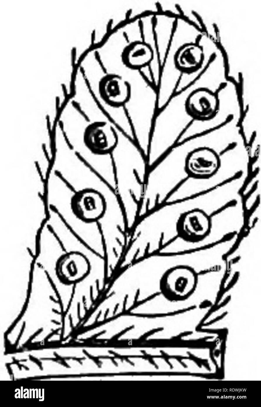 . Ferns: British &amp; foreign. The history, organography, classification, and enumeration of the species of garden ferns with a treatise on their cultivation, etc. etc. Ferns. AN ENUMEEATION OP CULTIVATED PEKNS. 161 4. C. regia, Presl; Lindl. &lt;md Moore's Brit. Fei-ns, t. 46 B. Polypodium regium, Lirm. Cystea regia, Sm. Aspidium regium, 8w. Cyathea ineisa, Sm. Eng. Bot.t.163. Poly- podium alpinum, Jacq. Ic. Bmr. t. 642. Aspidium alpinum, Sw.; Schk.Fil.t.G^. Cystopteris alpina, Desv. ; Hook. Brit. Ferns, t. 24; Sowerhy's Ferns, t. 23.—Europe. 5. C. montana, Bemh.; Lindl. and Moore't Brit. Fe Stock Photo