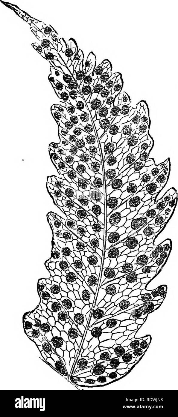 . Ferns: British &amp; foreign. The history, organography, classification, and enumeration of the species of garden ferns with a treatise on their cultivation, etc. etc. Ferns. 144 FERNS : BRITISH AND FOREIGN. apex of free veinlets terminating in the areoles. Son round. Indusimn orbicular or reniform.. Genus 70.— Pliina of mature frond, under side. No. 3. * Fronds cordate, lohed, or trifoliate. 1. A. Plumieri, Fresl, Bel. Ecenk. [exel. syn. Polypodium angulatum, Willd.). Polypodium tnfoHatum, Idnn. 8p. PI. (not of Linn. Herb.); Pimm. Fil. t. 148.— Martinique and Dominica. 2. A. Pica, Vesv. Pol Stock Photo