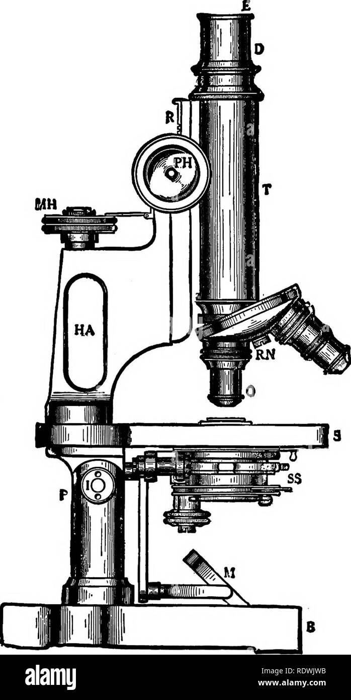 . The elements of vegetable histology. Plant anatomy. 42 THE ELEMENTS OF VEGETABLE HISTOLOGY. Fig. 22.—Parts of the Compound Microscope. (Bausch &amp; Lomb.) E, Eyepiece; D, Draw Tube; T, Body Tube; RN, Revolving Nosepiece; O Objective; PH, Pinion Head; MH, Micrometer Head; HA, Handle Arm; s Stage; 'SS, Substage; M, Mirror; B, Base; R, Rack; P, Pillar; /, Inclination Joint.. Please note that these images are extracted from scanned page images that may have been digitally enhanced for readability - coloration and appearance of these illustrations may not perfectly resemble the original work..  Stock Photo