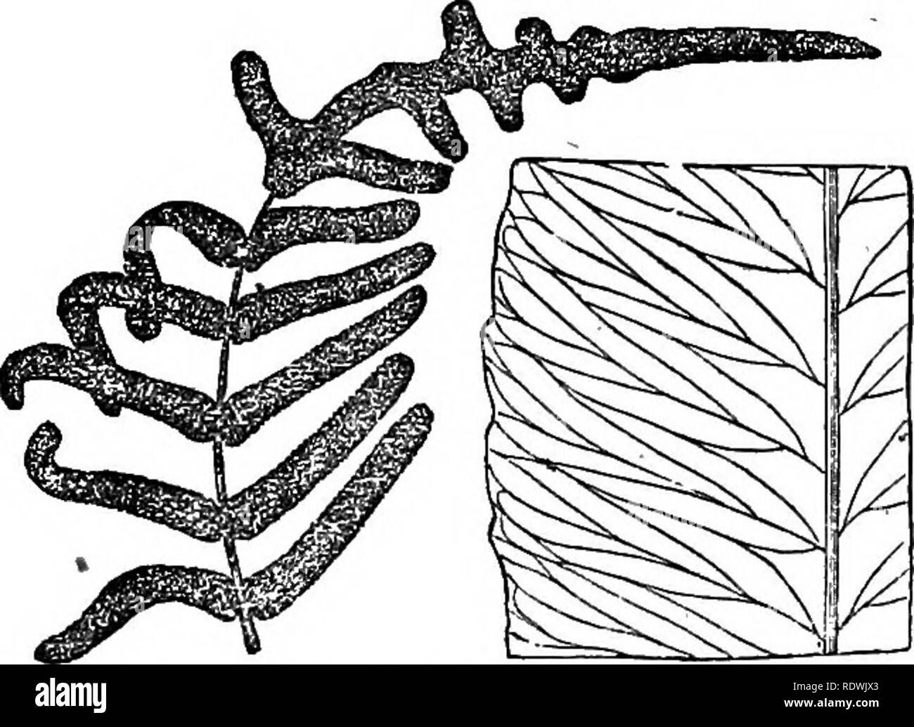 . Ferns: British &amp; foreign. The history, organography, classification, and enumeration of the species of garden ferns with a treatise on their cultivation, etc. etc. Ferns. Genua^S^.—Portioii of the barren pinna, under side. No. 1. marginal vein. Fertile pimnce linear or pinnatifid, convolute, wholly sporangiferous. 1. O. cervina, Fresl; Hooh. Fil. Exot. i. 43; Lowe's Ferns, 7, it. 39, 40. Acrostichum cervinum, Svi.; Pl/wm. Fil. 1.154; Sook. et Grev. Ic. Fil. t. 81. O. Corcovadensis, Badd. Fil. Bras. t. 14; Hook. Gen. Fil. t. 79 A. Acrostichum linearifolium, Presl.—Tropical America. *** Vd Stock Photo