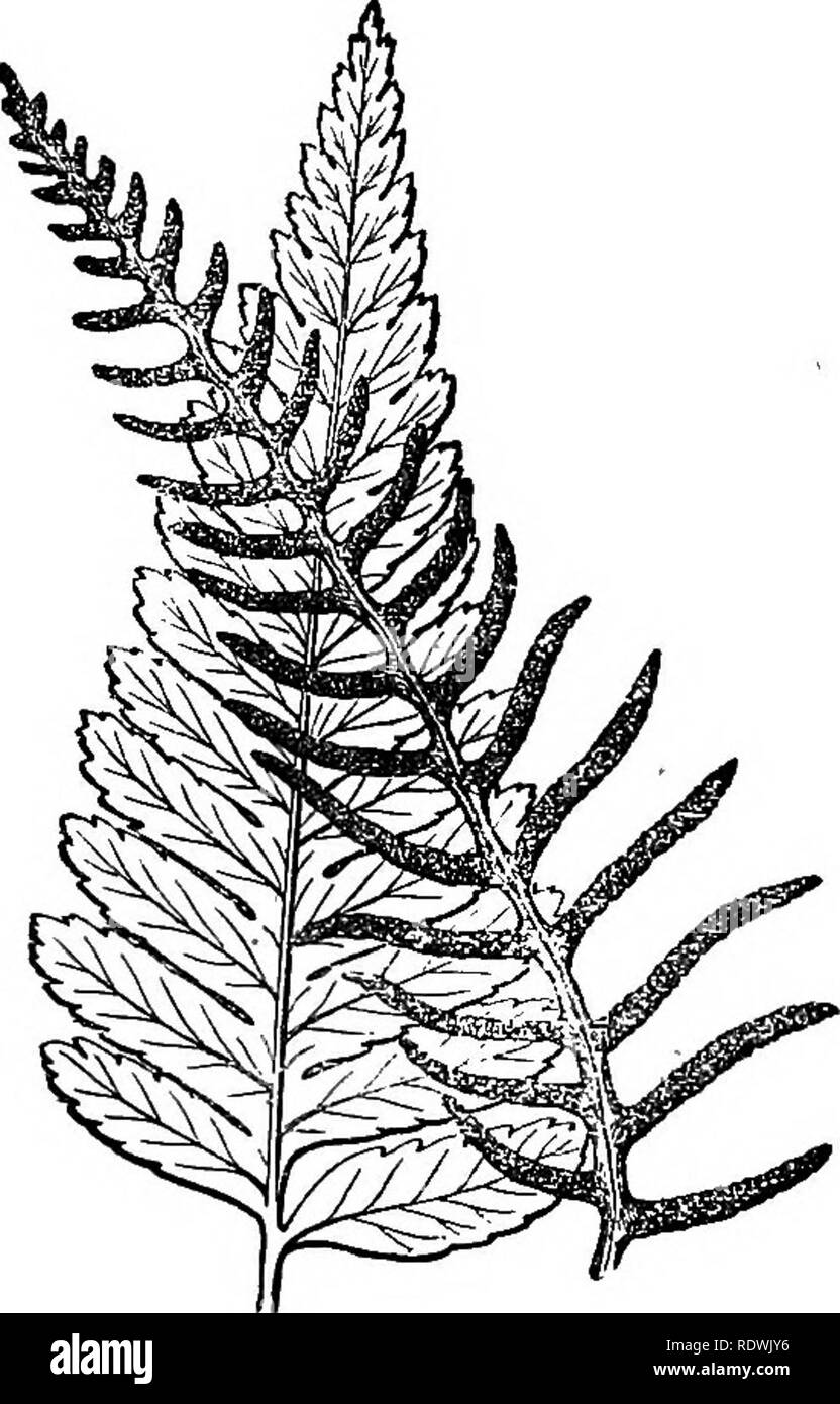 . Ferns: British &amp; foreign. The history, organography, classification, and enumeration of the species of garden ferns with a treatise on their cultivation, etc. etc. Ferns. AN EXUMEEATION OP CULTIVATED FEENS. 113 2. P. acuminata, iini; Metten.Fil. EoH. lAp. t. 2,f. 1-6.— Brazil.. Genus 37.—Portion of fertile and barren, fronds. No. 1. 3. P. ineisa, Lmk -, Fee, Aorost. t. 35.—Brazil. 4. P. caudata, Ktmze; Fee, Aorost. t. 34—West Indies and Tropical America. ff Segments aHiaulated with the rachia. 38. LOMARIOPSIS, Fee. Vernation nniserial; aarmentum soandent, squamose. Fronds pinnate, 1-3 fe Stock Photo