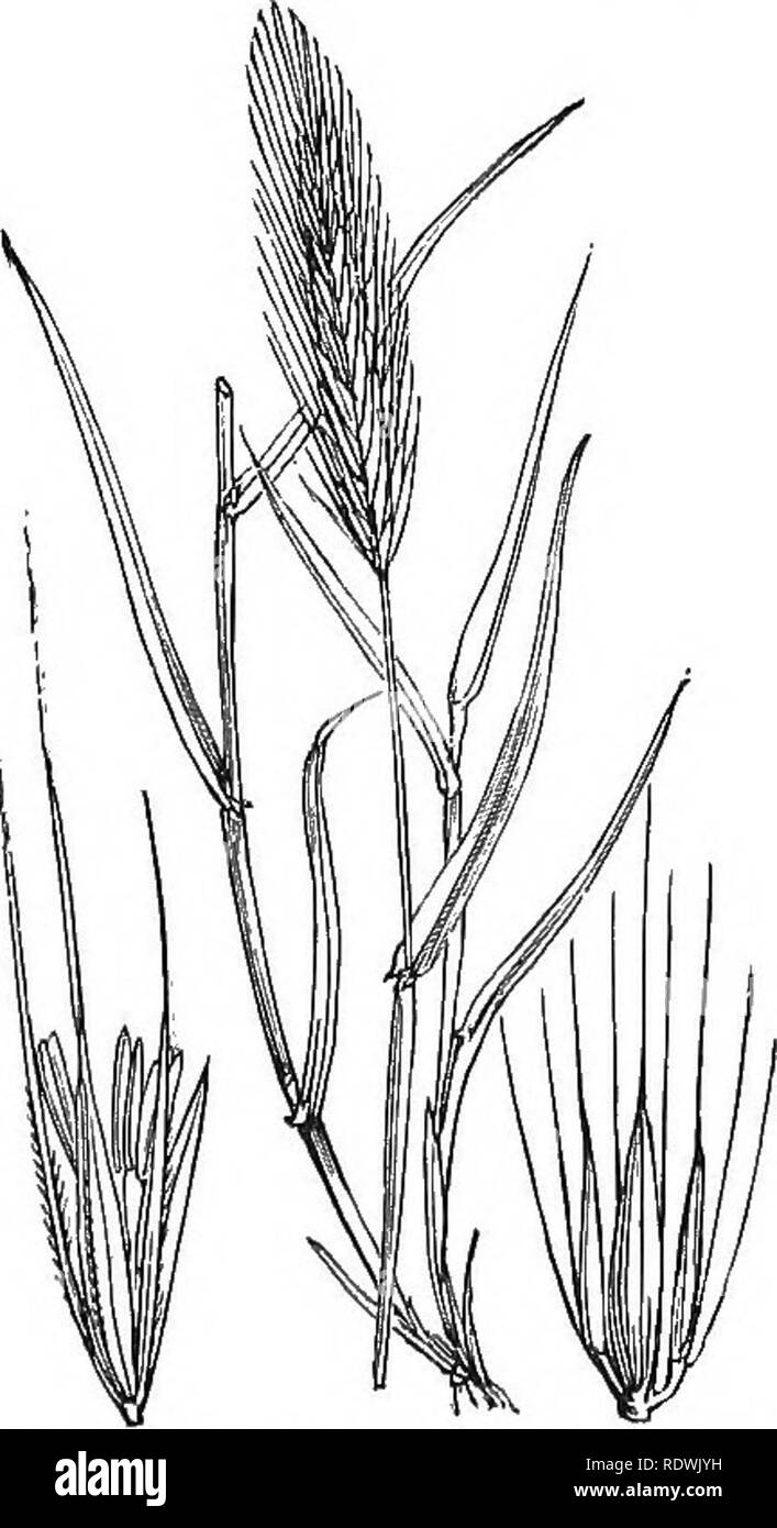 . Illustrations of the British flora: a series of wood engravings, with dissections, of British plants. Botany; Botany. 1208. Elymus arenarius, L. 1209. Hordeum sylvalicum, Huds. Lyiiic^rass, H. EiiropECum, All.; Elymus eu., L. ]Vood Barley.. Please note that these images are extracted from scanned page images that may have been digitally enhanced for readability - coloration and appearance of these illustrations may not perfectly resemble the original work.. Fitch, W. H. (Walter Hood), 1817-1892; Smith, George Worthington, 1835-1917; Bentham, George, 1800-1884. Handbook of the British flora.  Stock Photo