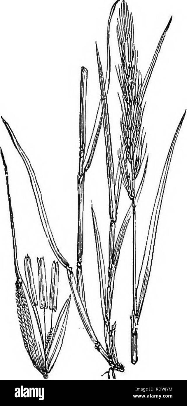. Illustrations of the British flora: a series of wood engravings, with dissections, of British plants. Botany; Botany. LXXXIX. GRAMINE^. [II.. 1208. Elymus arenarius, L. 1209. Hordeum sylvalicum, Huds. Lyiiic^rass, H. EiiropECum, All.; Elymus eu., L. ]Vood Barley.. Please note that these images are extracted from scanned page images that may have been digitally enhanced for readability - coloration and appearance of these illustrations may not perfectly resemble the original work.. Fitch, W. H. (Walter Hood), 1817-1892; Smith, George Worthington, 1835-1917; Bentham, George, 1800-1884. Handboo Stock Photo
