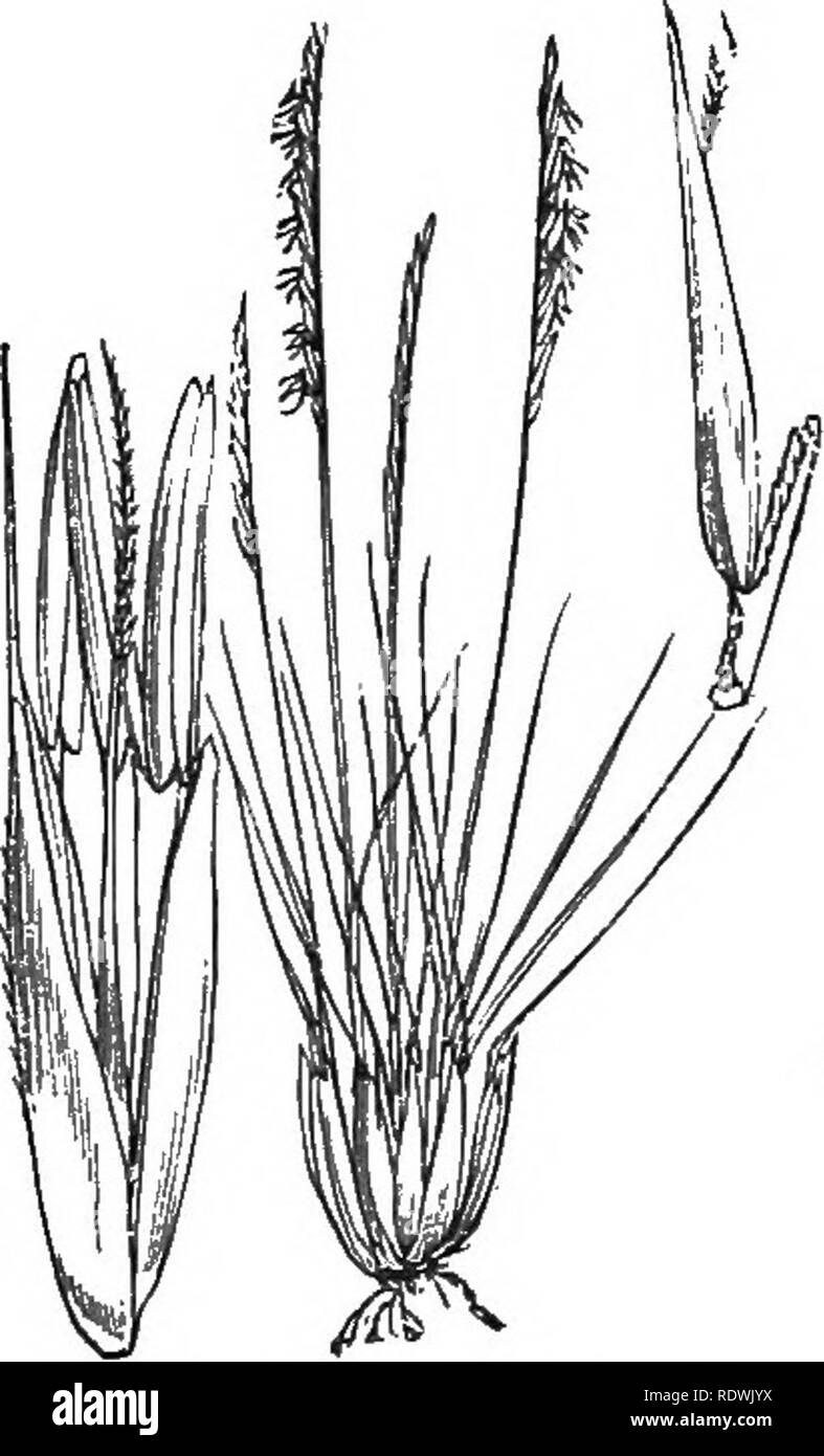 . Illustrations of the British flora: a series of wood engravings, with dissections, of British plants. Botany; Botany. 1205. Spartina stricta, Sm. Cordgr.iss.. 1206. Lepturus incurvatus, Trin. I/, filiformis, Trin. Curved L. 1207. Nardus stricia, T . Maigrass.. Please note that these images are extracted from scanned page images that may have been digitally enhanced for readability - coloration and appearance of these illustrations may not perfectly resemble the original work.. Fitch, W. H. (Walter Hood), 1817-1892; Smith, George Worthington, 1835-1917; Bentham, George, 1800-1884. Handbook of Stock Photo