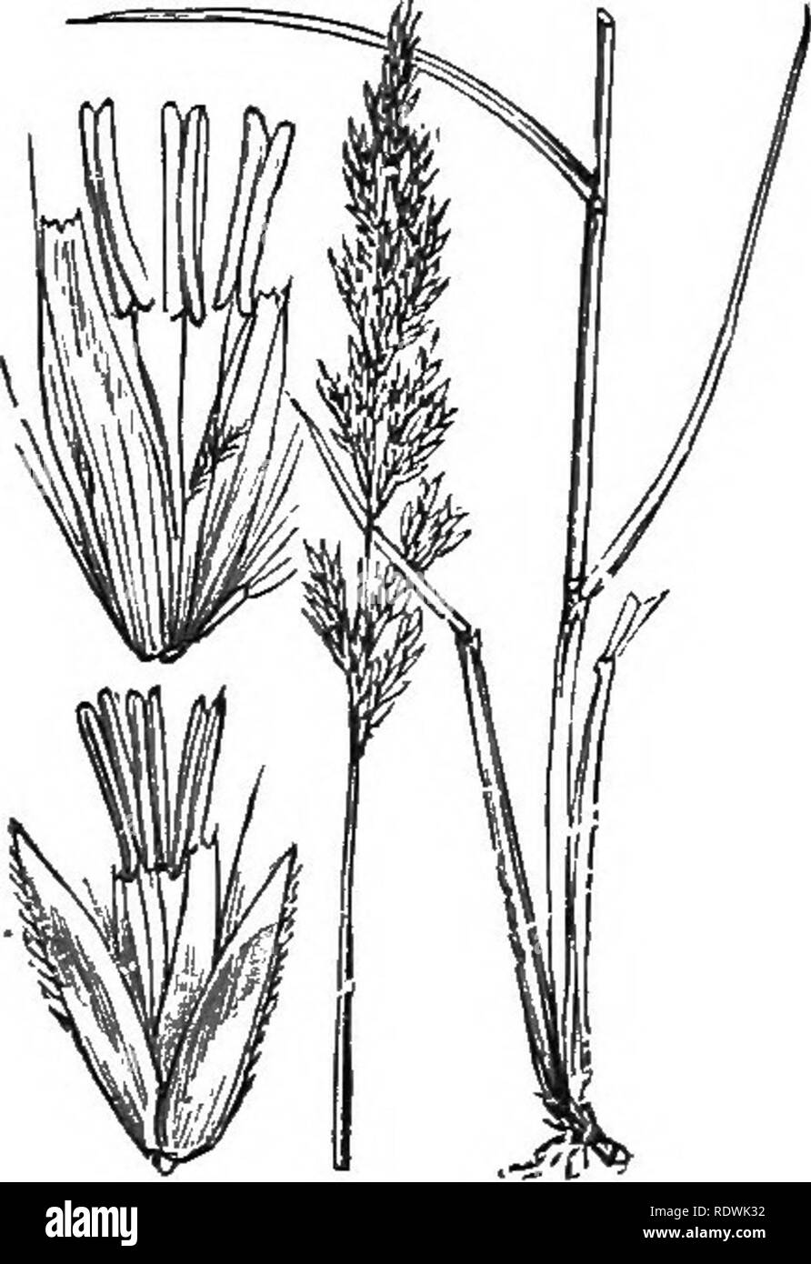 . Illustrations of the British flora: a series of wood engravings, with dissections, of British plants. Botany; Botany. II90. Calamagroslis lanceolata, Roth. 1191. Calamagrostis stricta, Nutt. C. canescens, Dr. C. neglecta, Gaert.; Deyeuxiane., Kim. Pnrfile Smallreed. Nar7'OW Sviallreed. Please note that these images are extracted from scanned page images that may have been digitally enhanced for readability - coloration and appearance of these illustrations may not perfectly resemble the original work.. Fitch, W. H. (Walter Hood), 1817-1892; Smith, George Worthington, 1835-1917; Bentham, Geor Stock Photo