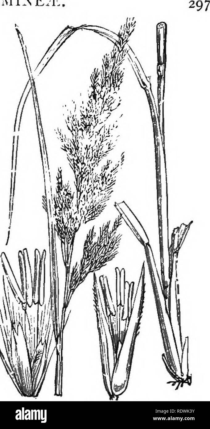 . Illustrations of the British flora: a series of wood engravings, with dissections, of British plants. Botany; Botany. 1188. Psamraa arenciria, Beau. 11S9. Calamagrostis Epigeios, Rotli. Amniophila arundinacea, Host., aren., Link. ]Vood Sviallreed. MaTUjn^ Sea Matwced.. Please note that these images are extracted from scanned page images that may have been digitally enhanced for readability - coloration and appearance of these illustrations may not perfectly resemble the original work.. Fitch, W. H. (Walter Hood), 1817-1892; Smith, George Worthington, 1835-1917; Bentham, George, 1800-1884. Ha Stock Photo