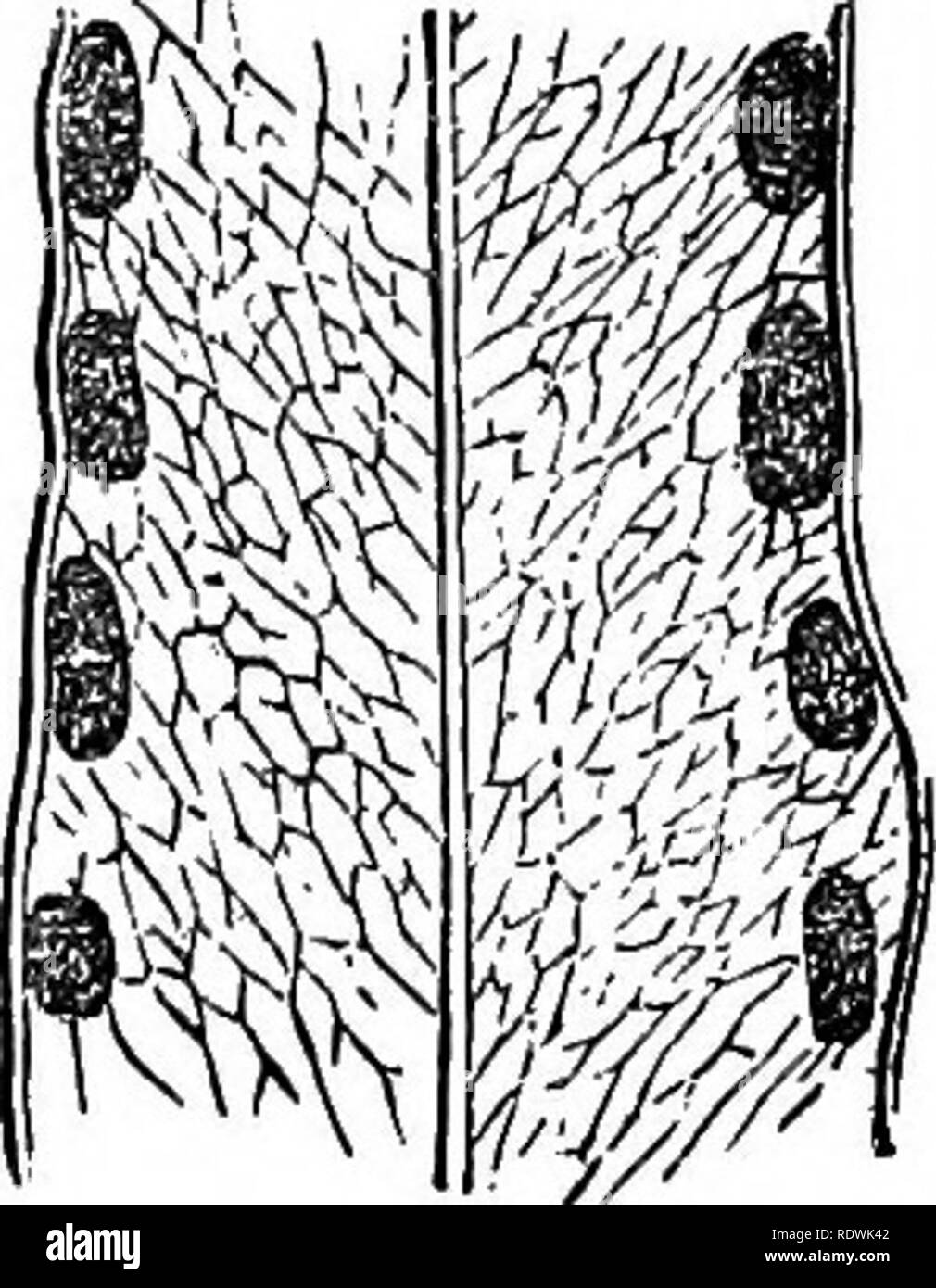 . Ferns: British &amp; foreign. The history, organography, classification, and enumeration of the species of garden ferns with a treatise on their cultivation, etc. etc. Ferns. AN EETUMEEATION 0Â¥ CULTIVATED FEEIJS. 8/ podium euspidattim, Fresl. Meliq. Hcenh. t. 1, f. 3. Polypodium avenium, Desv.âTropical America. 2. P. lanceolata, Fresl. Polypodium lanceolatum, Linn.; Plum. Fil. t. 137. Polypodium macrooarpum, Willd. Pleopeltis maorocarpa, Kmdf. Pleopeltis lepidota, Pfesl. Pleopelbis Helenas, Fresl.â^Tropical America, St. Helena, South Africa, and Bourbon. 3. P. elongata, /. 8m. Grammitis elo Stock Photo