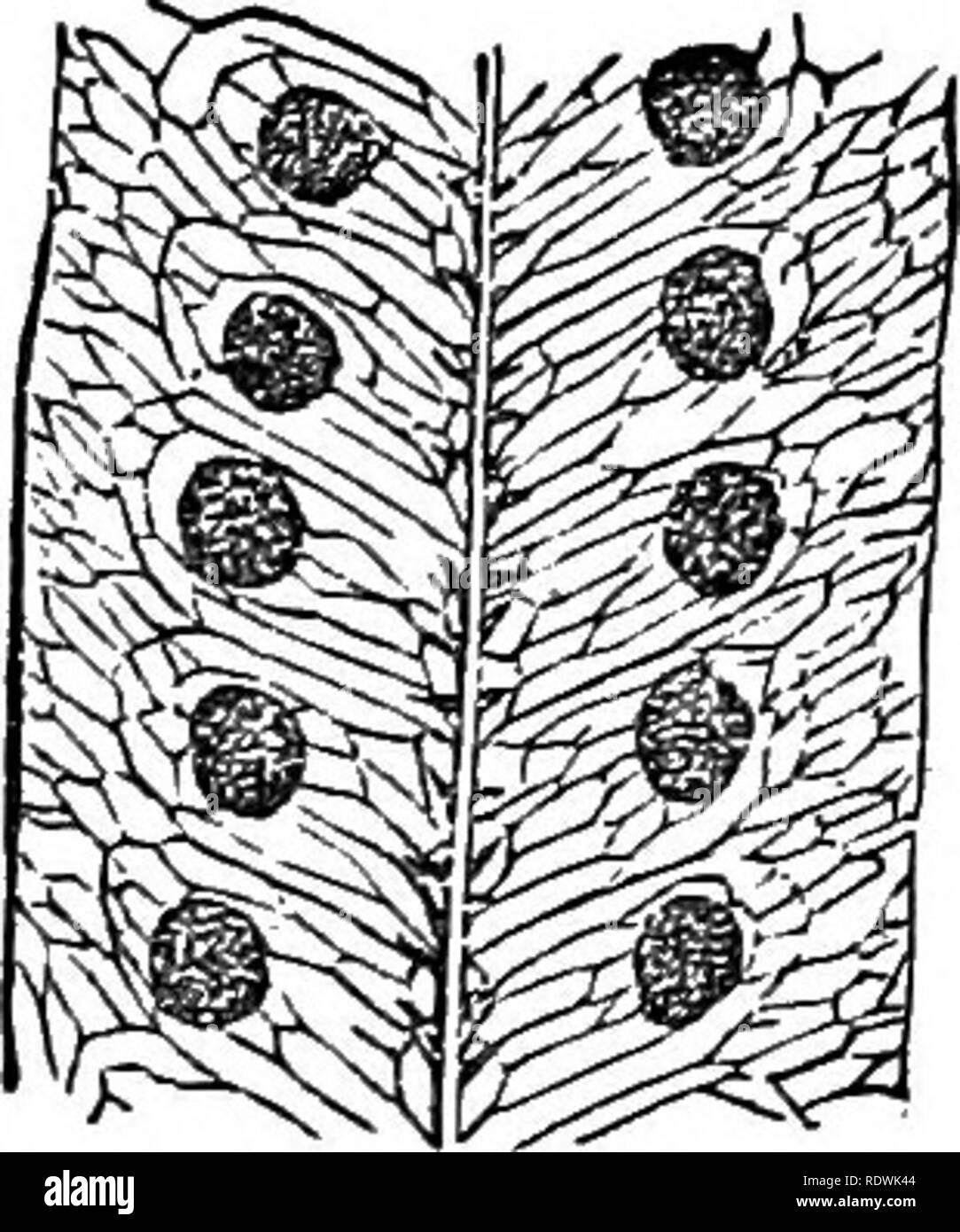 . Ferns: British &amp; foreign. The history, organography, classification, and enumeration of the species of garden ferns with a treatise on their cultivation, etc. etc. Ferns. 86 FEENS : BEITISH AND FOEEIGN. 2. A. Owariensis, /. Sin. Polypodium Owariense, Besv.; Iiowe'i Ferns, 2, t. 62. Gonioplilebium Owariense, Lodd.—Sierra Leone. 3. A. lyeopodioides, /. Sm. Polypodium lycopodioides, Linn.; Phim. Fil. t. 119. Pleopeltis lyeopodioides, Fresl.—&quot;West Indies. 4. A. nitida, J. 8m. En. Fil. Sort. Kew. (1846). Pleopeltis nitida, Moore.—Honduras. 5. A. stigmatica, J. Sm. Polypodium stigmaticum, Stock Photo
