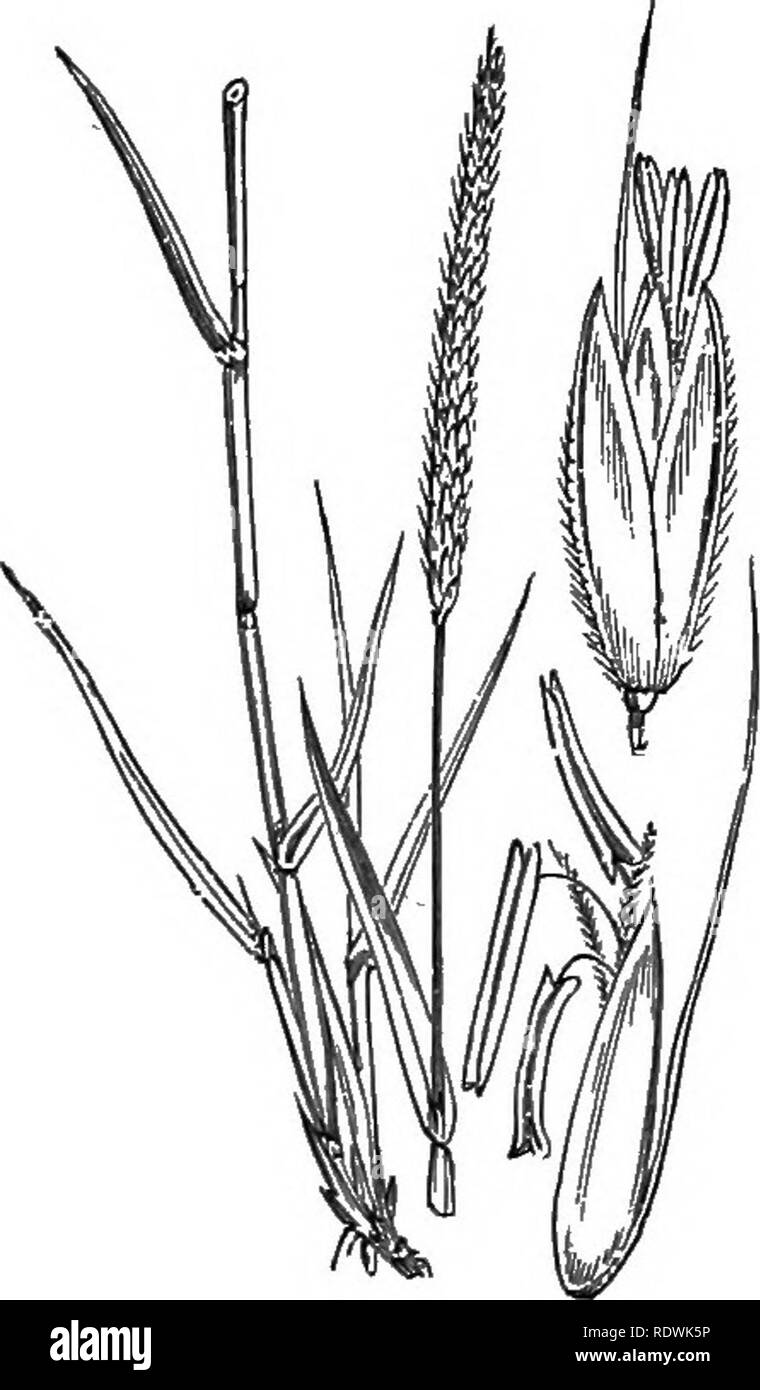 . Illustrations of the British flora: a series of wood engravings, with dissections, of British plants. Botany; Botany. 1173. Phleum asperum, Jaiq. P. paniculatLiiii, Huds.l Rough r.. 1175. Alopecurus agrestis, L. A. myosuroides, Huds. Slender Foxtail. Please note that these images are extracted from scanned page images that may have been digitally enhanced for readability - coloration and appearance of these illustrations may not perfectly resemble the original work.. Fitch, W. H. (Walter Hood), 1817-1892; Smith, George Worthington, 1835-1917; Bentham, George, 1800-1884. Handbook of the Briti Stock Photo