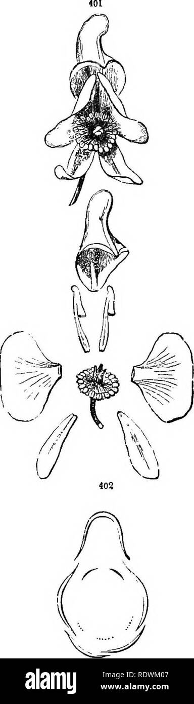 . Introduction to structural and systematic botany, and vegetable ...