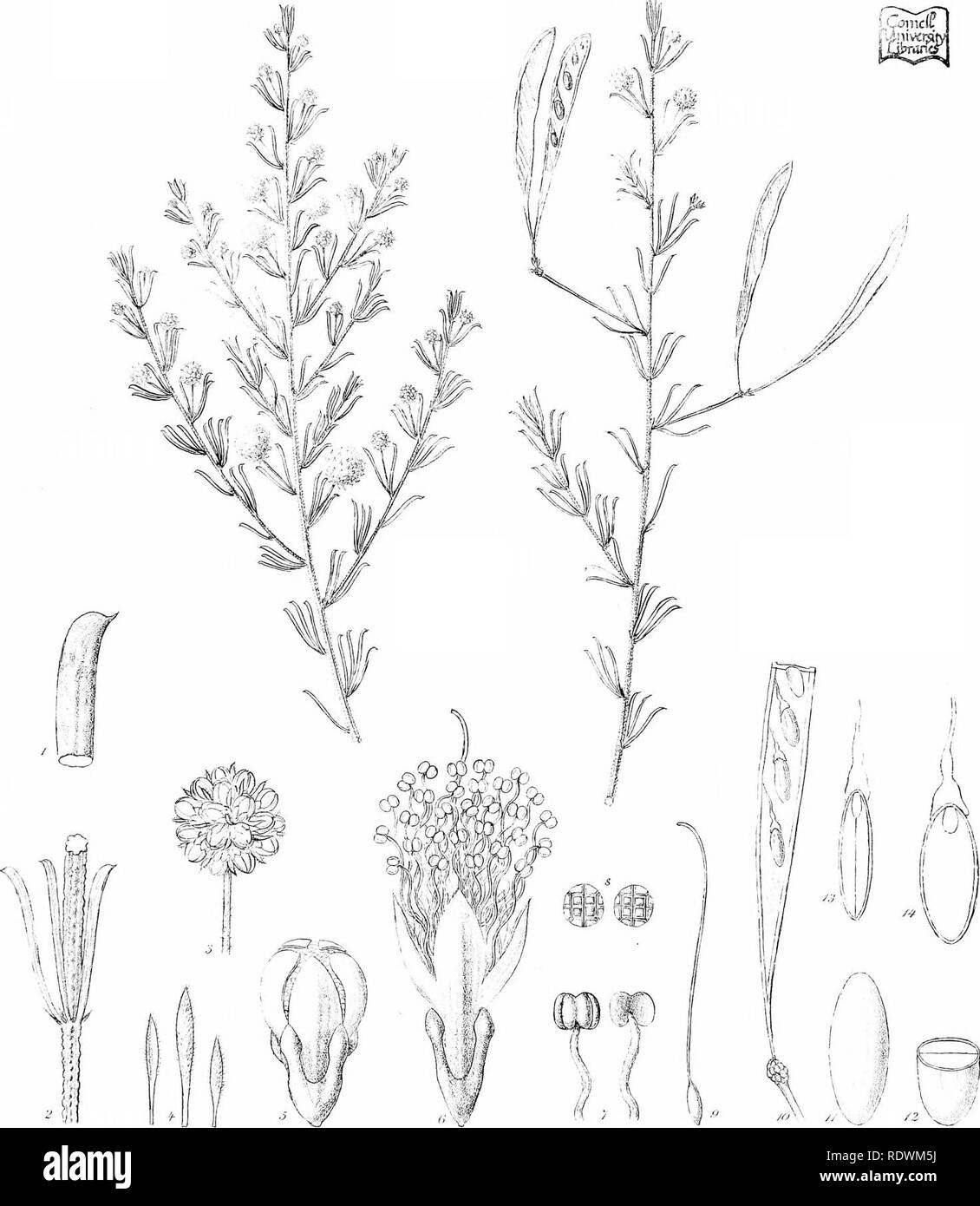 . Iconography of Australian species of Acacia and cognate genera. Acacia; Botany. R CrdlTde!, CTroedel&amp;CliHi FvM direxi SfMlli Litho Gov Prj]M!!;nOrficeMelb li®a(&gt;ga^ ^nM^ipainiii. Please note that these images are extracted from scanned page images that may have been digitally enhanced for readability - coloration and appearance of these illustrations may not perfectly resemble the original work.. Mueller, Ferdinand von, 1825-1896. Melbourne, J. Ferres, Govt. Printer Stock Photo