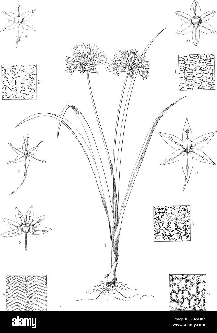 . Botany. Botany. PLATE XKXmi. 1-3 ALLIUM BISCEPTRUM. 4.5 A.SERRATUM. 6. A.ACUMINATUM 7. ASANBORNII. 8,9.A.ATTENUIF0LmM, 10,11 A.PALMERI,. Please note that these images are extracted from scanned page images that may have been digitally enhanced for readability - coloration and appearance of these illustrations may not perfectly resemble the original work.. Watson, Sereno, 1826-1892; Eaton, Daniel Cady, 1834-1895; United States. Geological Exploration of the 40th Parallel. Report. v. 5. Washington, Govt. Print. Off. Stock Photo