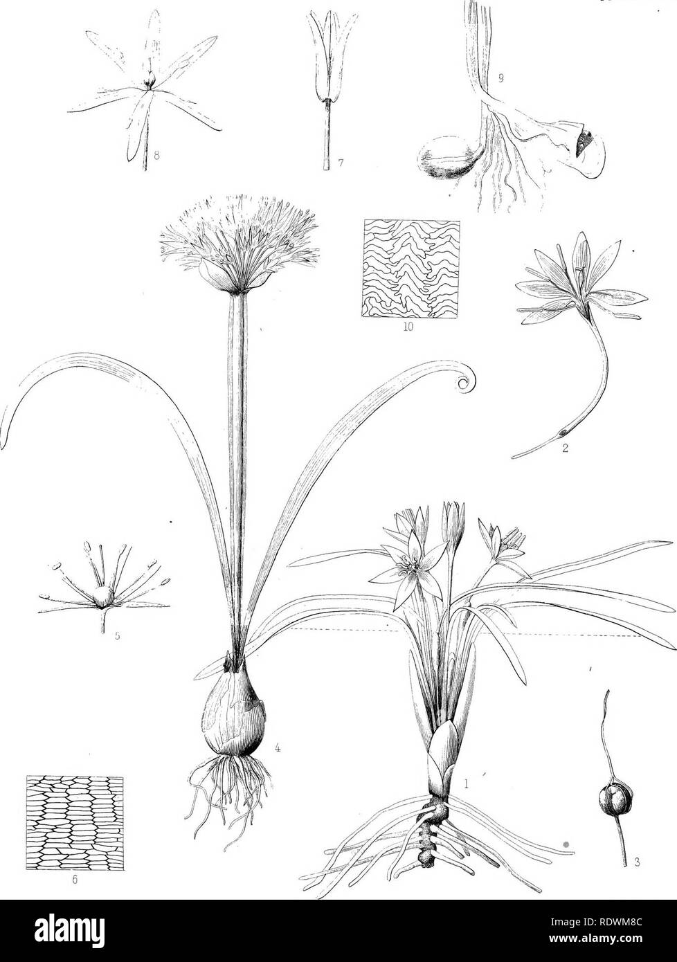 . Botany. Botany. PLATE XXXVl,. -3 LEUCOCRINUY: MONTANUM . 4-6 ALLIUM ANCEPS 7,8 APALCIFOLIUM 9,10 A.UNIFOLIUM,. Please note that these images are extracted from scanned page images that may have been digitally enhanced for readability - coloration and appearance of these illustrations may not perfectly resemble the original work.. Watson, Sereno, 1826-1892; Eaton, Daniel Cady, 1834-1895; United States. Geological Exploration of the 40th Parallel. Report. v. 5. Washington, Govt. Print. Off. Stock Photo