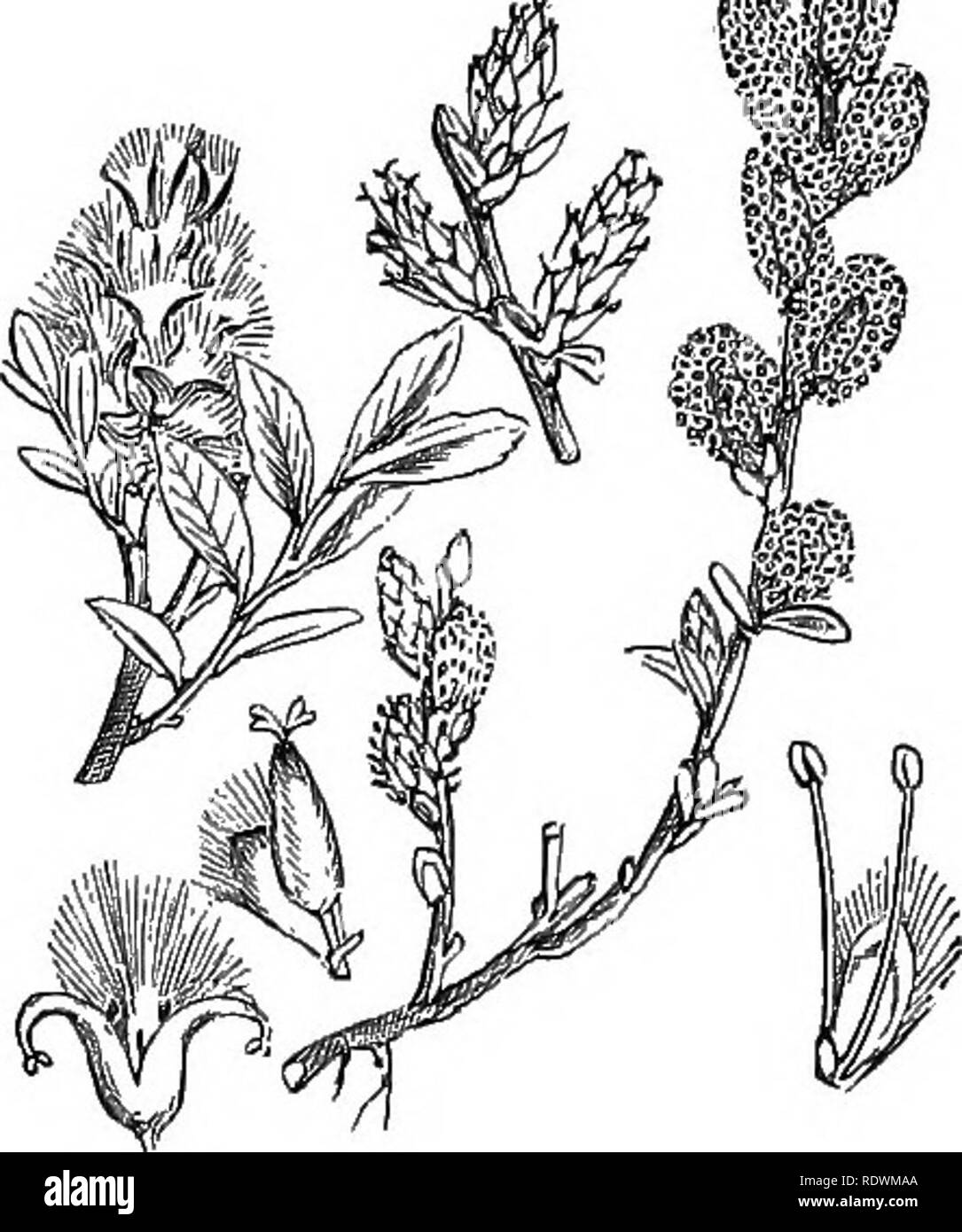 . Illustrations of the British flora: a series of wood engravings, with dissections, of British plants. Botany; Botany. 926. Salix phylicifolia, L. Tea-leaved Willow. 927. Salix repeiis, L. Creeping Willow,. Please note that these images are extracted from scanned page images that may have been digitally enhanced for readability - coloration and appearance of these illustrations may not perfectly resemble the original work.. Fitch, W. H. (Walter Hood), 1817-1892; Smith, George Worthington, 1835-1917; Bentham, George, 1800-1884. Handbook of the British flora. London, L. Reeve Stock Photo