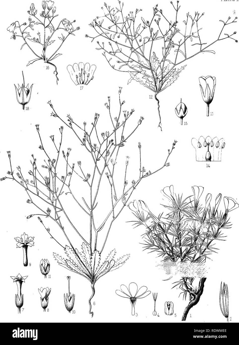 . Botany. Botany. PLATE XXVI. 1-5. 5ILR ¥ATSONi. 6-11,G LEPTOMERIA 12-1^ G MICROMERIA, 16-18. G. CAMPANULATA. Please note that these images are extracted from scanned page images that may have been digitally enhanced for readability - coloration and appearance of these illustrations may not perfectly resemble the original work.. Watson, Sereno, 1826-1892; Eaton, Daniel Cady, 1834-1895; United States. Geological Exploration of the 40th Parallel. Report. v. 5. Washington, Govt. Print. Off. Stock Photo