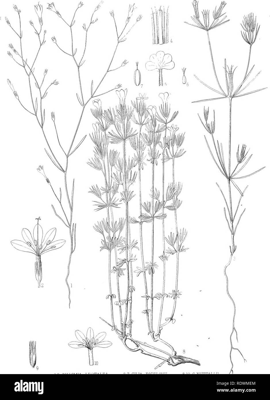 . Botany. Botany. PLATE XXV. 12. COLLOMIA LEPTALEA, 3-7. GILIA BIGELOVII. 8-10. G.NUTTAI..LII,. Please note that these images are extracted from scanned page images that may have been digitally enhanced for readability - coloration and appearance of these illustrations may not perfectly resemble the original work.. Watson, Sereno, 1826-1892; Eaton, Daniel Cady, 1834-1895; United States. Geological Exploration of the 40th Parallel. Report. v. 5. Washington, Govt. Print. Off. Stock Photo