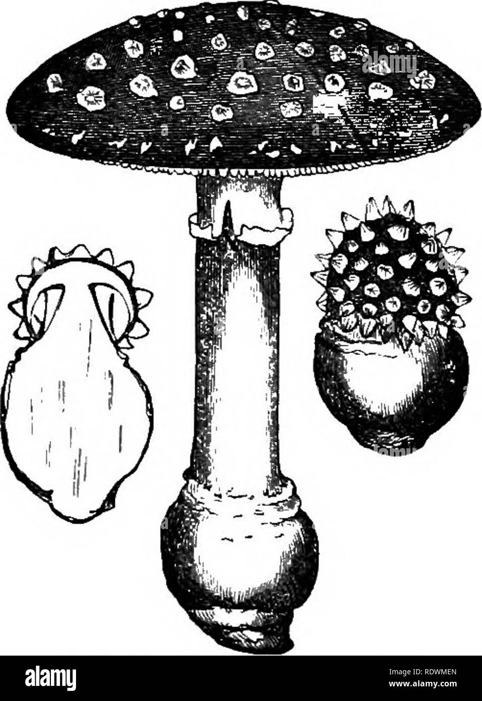 . First forms of vegetation. Botany; Cryptogams. 372 FIXST FORMS OF VEGETATION. rics are more wholesome fresh than stale, and should therefore be prepared for the table as soon as possible after being collected. The intoxicating Siberian fungus or Fly Agaric {Agaricus inuscaritLs, Fig. 39), so called because a decoction of it used to be employed as a fly poison, may be adduced as an illus- tration of the remark- able effects produced by some species of fungi, when growing in foreign countries. We have no experi- ence as yet, in this part of Europe, of any effects so extra- F.G. 39.-agar.cusm;, Stock Photo