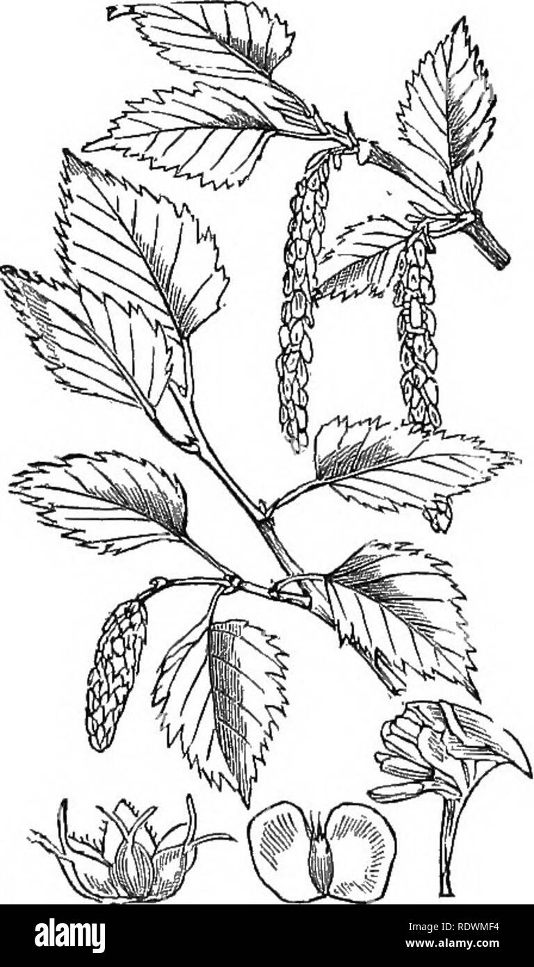 . Illustrations of the British flora: a series of wood engravings, with dissections, of British plants. Botany; Botany. 911. Alnus glutinosa, L. A. rotundifolia. Mill. Alder.. Jl !^ 912. Betula alba, L.. Please note that these images are extracted from scanned page images that may have been digitally enhanced for readability - coloration and appearance of these illustrations may not perfectly resemble the original work.. Fitch, W. H. (Walter Hood), 1817-1892; Smith, George Worthington, 1835-1917; Bentham, George, 1800-1884. Handbook of the British flora. London, L. Reeve Stock Photo