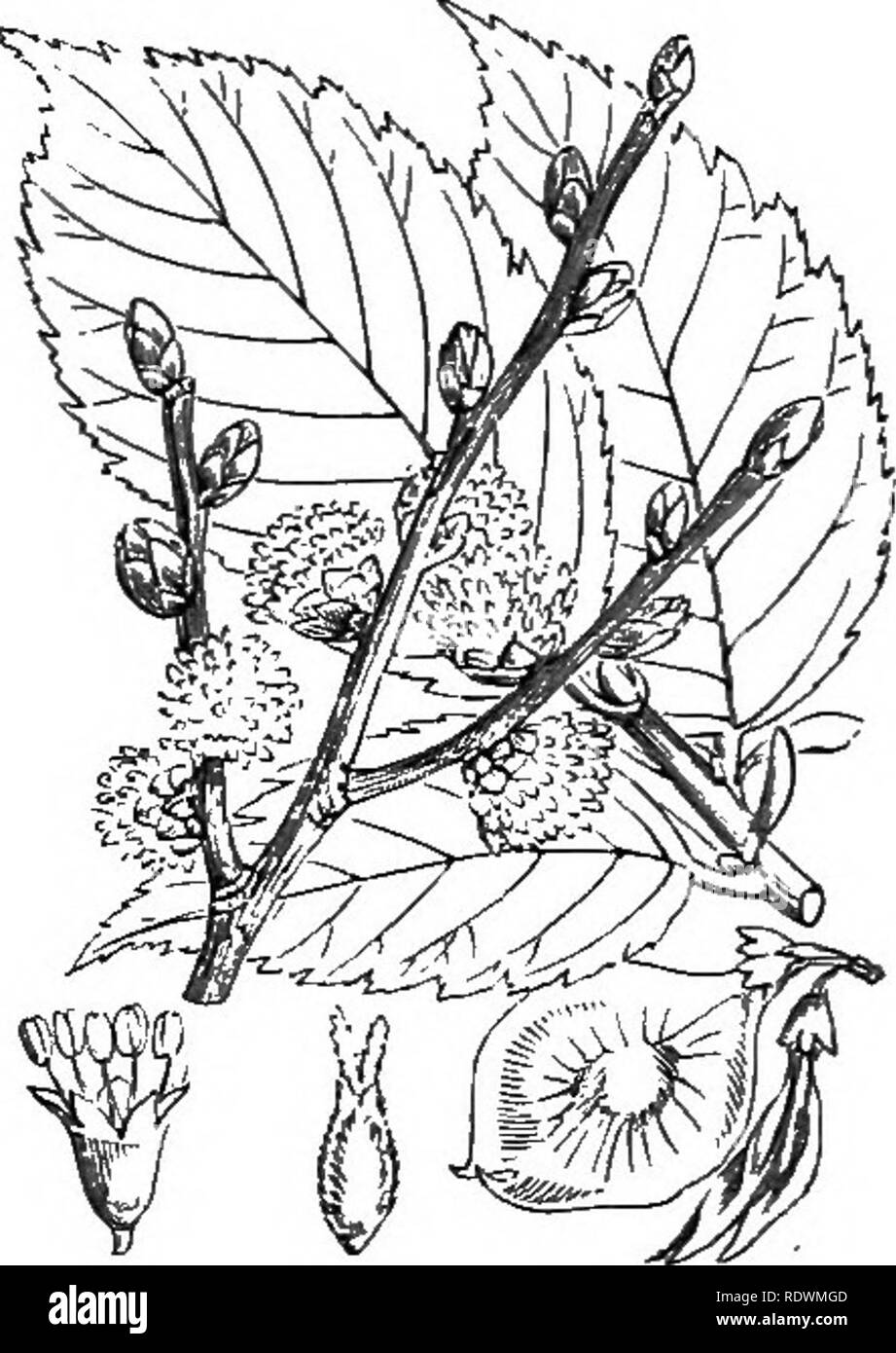 . Illustrations of the British flora: a series of wood engravings, with dissections, of British plants. Botany; Botany. 906. Parietaria officinalis, L. P. ramiflora, Moen. n'all Pellitory ; G. 907, Humulus Lupulus, L. Hop; G. LXXII. ULMACE^.. 908. Ulmus montana, Sm. U. glabra, Huds. Scotch or Wych Elm,. Please note that these images are extracted from scanned page images that may have been digitally enhanced for readability - coloration and appearance of these illustrations may not perfectly resemble the original work.. Fitch, W. H. (Walter Hood), 1817-1892; Smith, George Worthington, 1835-191 Stock Photo