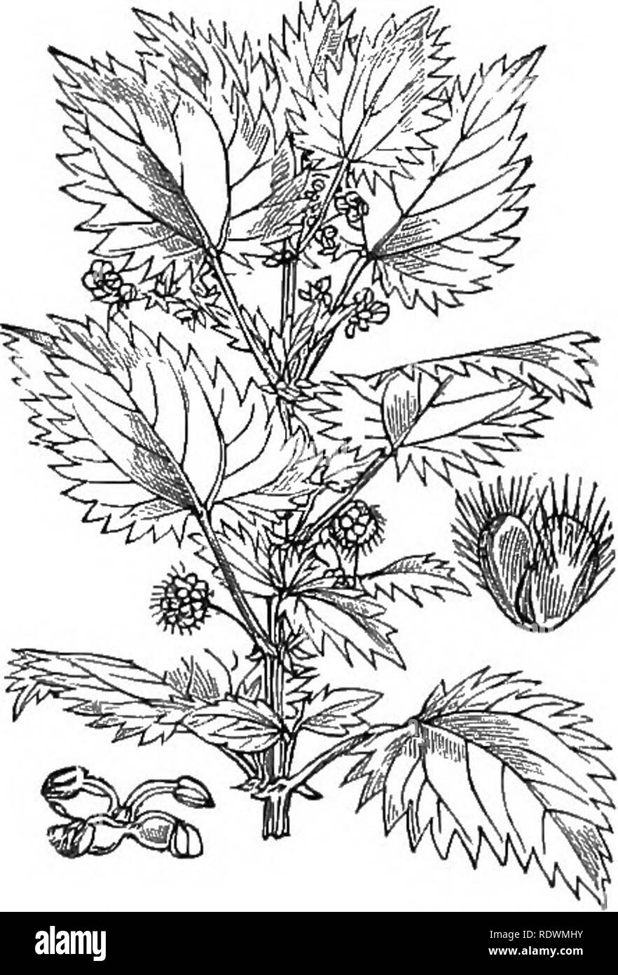 . Illustrations of the British flora: a series of wood engravings, with dissections, of British plants. Botany; Botany. 903. Urtica urens, L. Small Nettle; G.. Please note that these images are extracted from scanned page images that may have been digitally enhanced for readability - coloration and appearance of these illustrations may not perfectly resemble the original work.. Fitch, W. H. (Walter Hood), 1817-1892; Smith, George Worthington, 1835-1917; Bentham, George, 1800-1884. Handbook of the British flora. London, L. Reeve Stock Photo