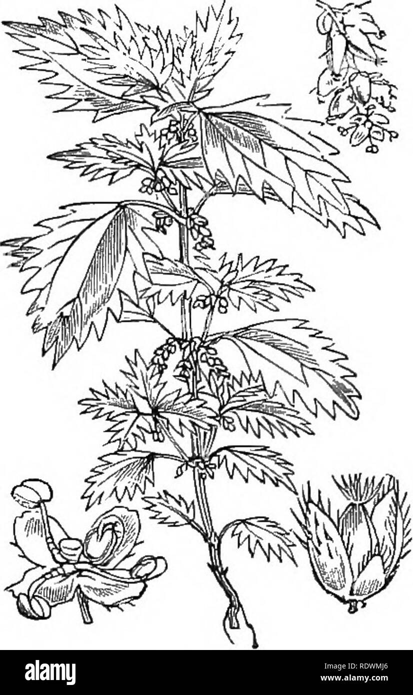 . Illustrations of the British flora: a series of wood engravings, with dissections, of British plants. Botany; Botany. 902. Callitriche aquatica, Sm. C. verna, L. Callitriche, ]Vater Starwoj-t.. 903. Urtica urens, L. Small Nettle; G.. Please note that these images are extracted from scanned page images that may have been digitally enhanced for readability - coloration and appearance of these illustrations may not perfectly resemble the original work.. Fitch, W. H. (Walter Hood), 1817-1892; Smith, George Worthington, 1835-1917; Bentham, George, 1800-1884. Handbook of the British flora. London, Stock Photo