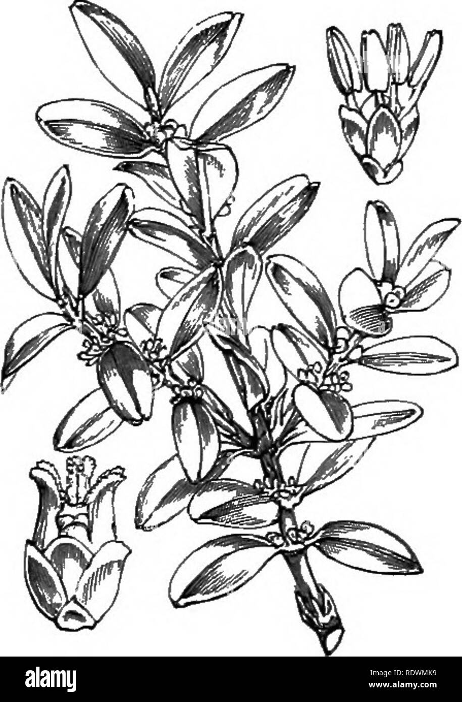 Illustrations Of The British Flora A Series Of Wood Engravings With Dissections Of British Plants Botany Botany Mercunalis Annua L Aittinal Mercnry C 99 Buxus Sempervirens L I Gt X G Lxix