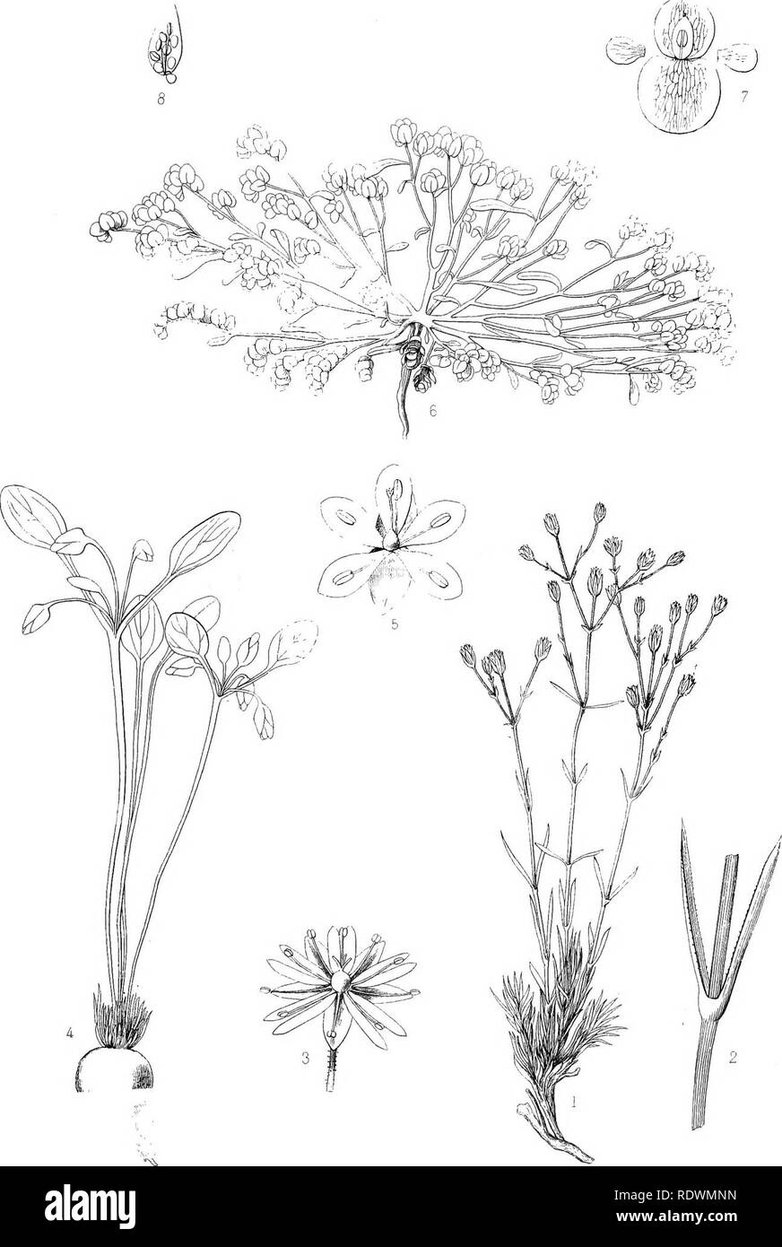 . Botany. Botany. PLATE VI. 1-3,STELLARIA KINGII, 4,5 CLAJTONIA UMBELLATA , 6-8, CALYPTRIDIUM ROSEUM. Please note that these images are extracted from scanned page images that may have been digitally enhanced for readability - coloration and appearance of these illustrations may not perfectly resemble the original work.. Watson, Sereno, 1826-1892; Eaton, Daniel Cady, 1834-1895; United States. Geological Exploration of the 40th Parallel. Report. v. 5. Washington, Govt. Print. Off. Stock Photo