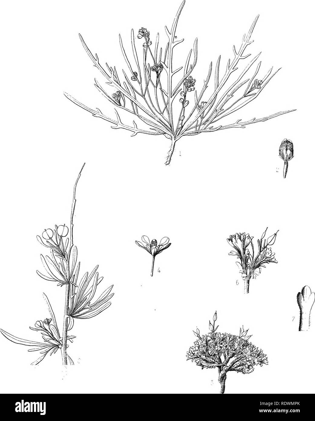 . Botany. Botany. PLATE IV.. 1,2 LEPIDIUM DICTYOTUM 3,4 i L FREMONTI; -'1 L NANUM. Please note that these images are extracted from scanned page images that may have been digitally enhanced for readability - coloration and appearance of these illustrations may not perfectly resemble the original work.. Watson, Sereno, 1826-1892; Eaton, Daniel Cady, 1834-1895; United States. Geological Exploration of the 40th Parallel. Report. v. 5. Washington, Govt. Print. Off. Stock Photo