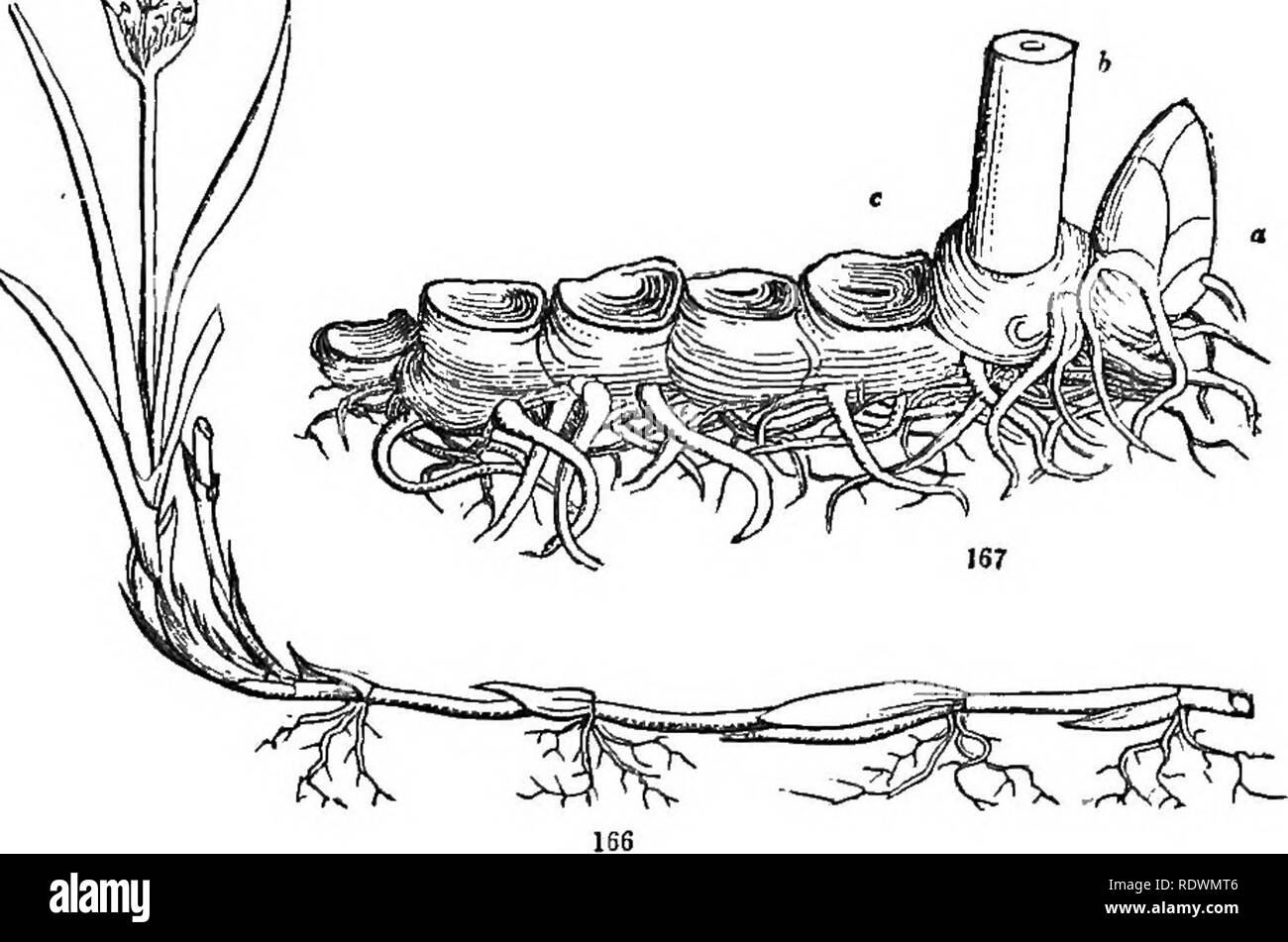 Types of vegetable Black and White Stock Photos & Images Alamy