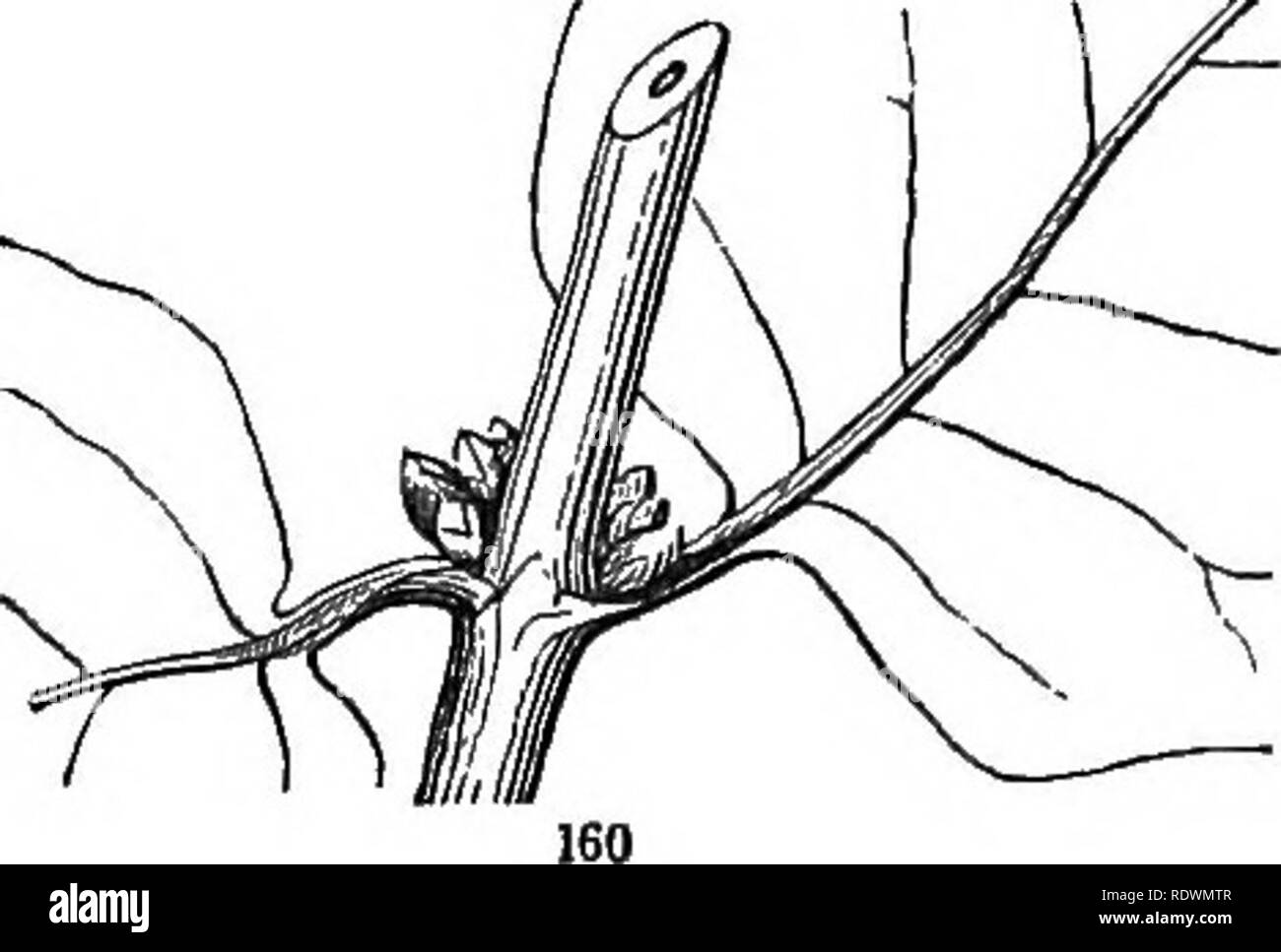 . Introduction to structural and systematic botany, and vegetable physiology. Botany. RAMIFICATION. 99 ^ seems to divide into three, or itself give rise to a lateral bud on each side. On some shoots of the Tartarean Honeysuckle (Fig. 160) from three to six buds appear in each axil, one above another, the lower being successively the stronger and earlier produced, and the one immediately in the axil, therefore, grows in preference: oc- casionally two or more of them grow, and superposed accessory branches result. It is much the same in Aristolochia Sipho, except that the uppermost bud is there  Stock Photo