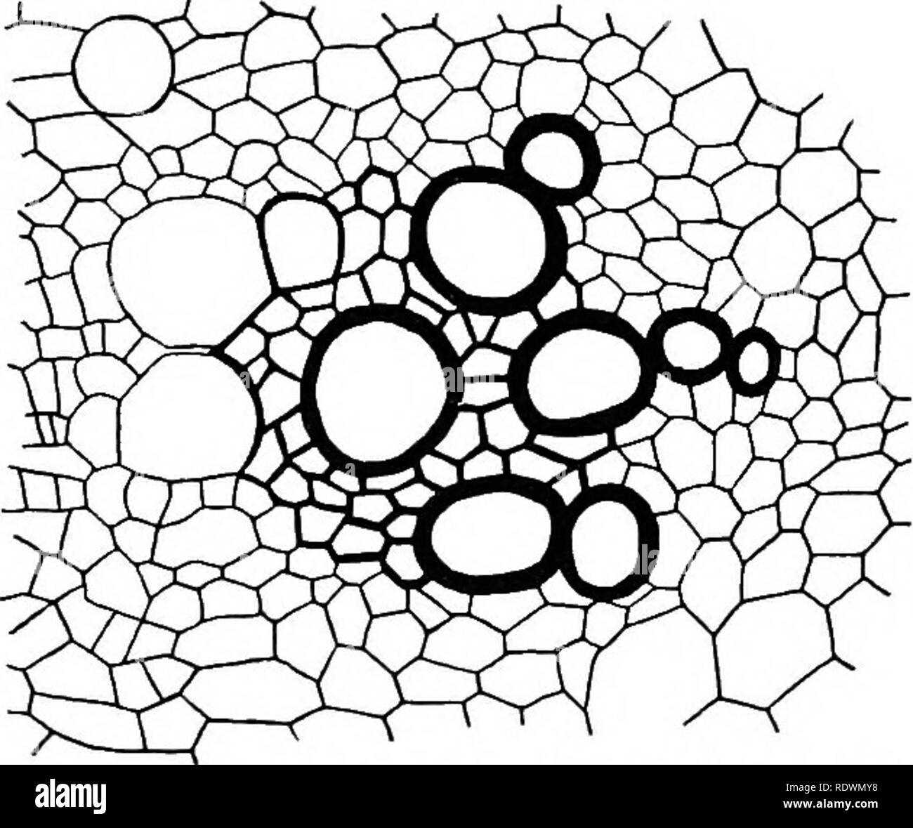 . Principles of plant culture; an elementary treatise designed as a text-book for beginners in agriculture and horticulture. Horticulture; Botany. 52 Principles of Plant Culture. stem of the plantain * furnish examples of well-defined vascular bundles; in most stems the vascular bundles are less clearly de- fined. In woody- stems they are closely crowded, which gives the wood its firm text- ure. In some woody plants, as the grape and the elder f a cylinder extending through the center Fig. 21. Showing cross-section ot a vascular ^ j., (. â¢ r- bundle of the sunflower, (Helianthus annuus). &quo Stock Photo