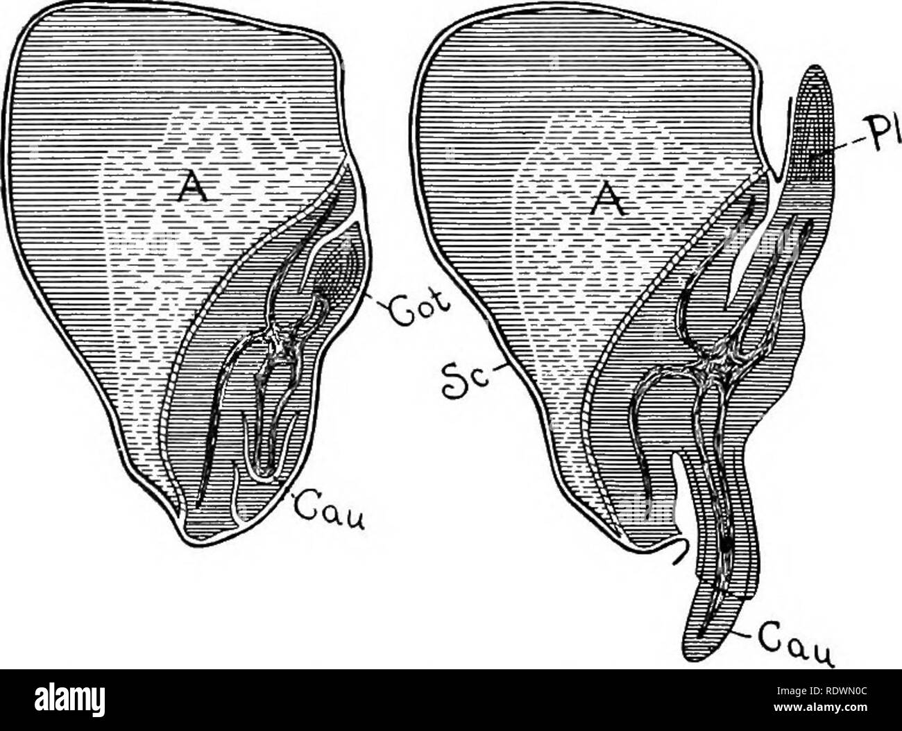 . Principles of plant culture; an elementary treatise designed as a text-book for beginners in agriculture and horticulture. Horticulture; Botany. 40 Principles of Plant Culture. 54. The Plantlet is Visible in the Seed. If we boil seeds of the four kinds shown in Pigs. 8 to 11, or of other kinds, in water until they are fully swollen, and then carefully dissect them witli the forceps and needle, using the magnifying glass when necessary, we may observe that the plantlet is present compactly folded up in the seed, (termination (L'S) is really little more than the unfolding and expansion of this Stock Photo