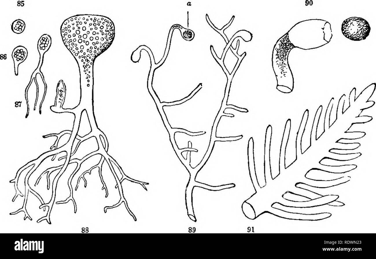 . Introduction to structural and systematic botany, and vegetable physiology. Botany. 64 THE
