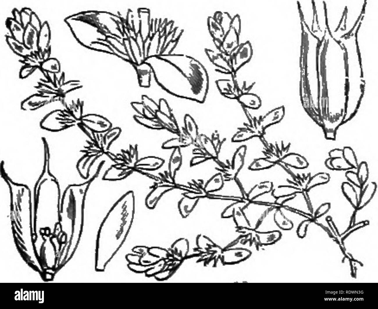 . Illustrations of the British flora: a series of wood engravings, with dissections, of British plants. Botany; Botany. 834. Corrigiola littoralis, L. Stra^vot-t. 835. Heniiaria glabra, L. KiiJ'tnrC'-i^'orl ; C,. 836. lUecebrum vetlicillatum, L. Illeccbnun.. Please note that these images are extracted from scanned page images that may have been digitally enhanced for readability - coloration and appearance of these illustrations may not perfectly resemble the original work.. Fitch, W. H. (Walter Hood), 1817-1892; Smith, George Worthington, 1835-1917; Bentham, George, 1800-1884. Handbook of the Stock Photo
