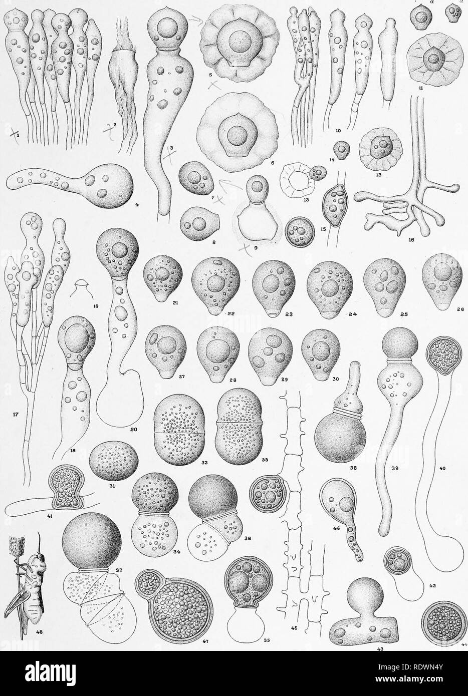 . The Entomophthoreae of the United States. Phycomycetes; Fungi. Memoirs Boston Soc.NaLHist Vol, IV Plate ZIV. RThixier.deUdiiJC l-g.MUSCj^E.. 10-16. CULICIS. 17-48. GRYLLI,. Please note that these images are extracted from scanned page images that may have been digitally enhanced for readability - coloration and appearance of these illustrations may not perfectly resemble the original work.. Thaxter, Roland, 1858-1932. Boston, Pub. by the Society Stock Photo