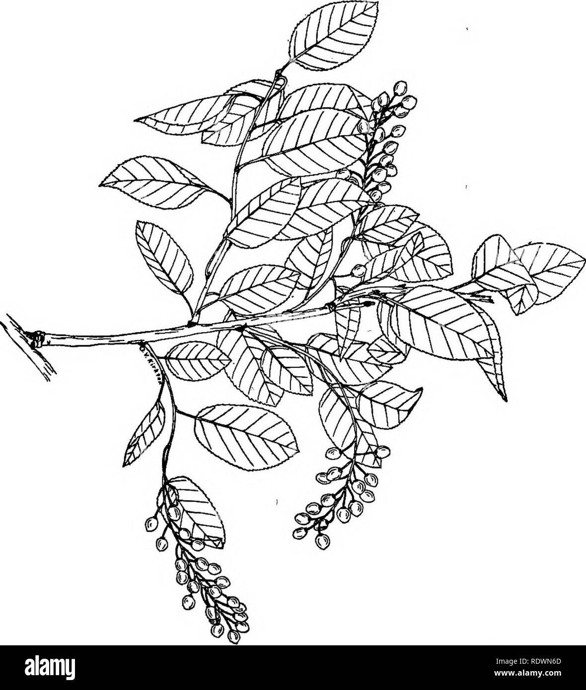. Wild flowers and trees of Colorado. Botany. 72 WILD FLOWERS AND TREES OF COLORADO. Fig. 64.—Choke Cherky {Prunus mdanocarpa). X J Genus 16. ROBINIA, Locust The native Colorado locust is closely related to the common black locust or yellow locust now so often planted for posts and railway ties. I a. Small tree or shrub with pinnately compound leaves and pink, pea-like flowers, pro- ducing many-seeded pods. Along streams in southern part of state. Robinia neo-mexicana A. Gray. &quot;Pink Locust&quot; Genus 17. ACER, Maples and Box-Elder ia. Leaves compound, of 3, 5 or 7 leaflets. Acer interior Stock Photo