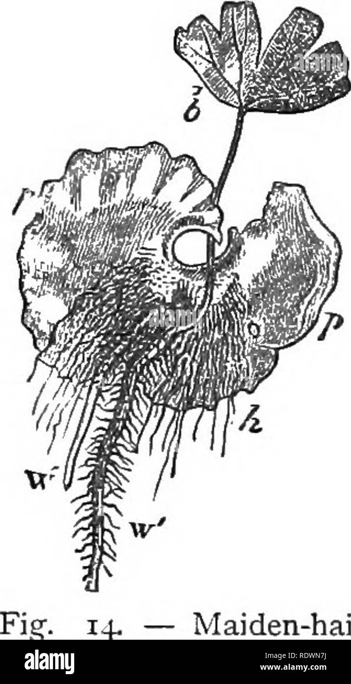 What Does Qv Mean Sexually Telegraph
