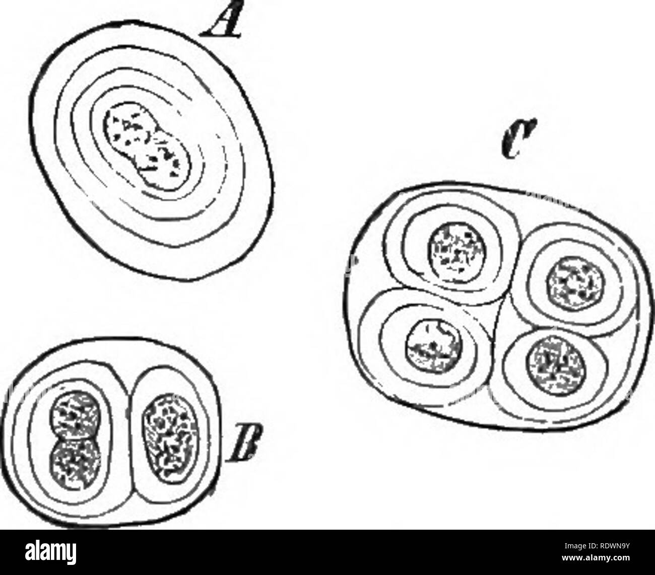 The Evolution Of Plant Life Lower Forms Cryptogams Plants Cell Division 33 Universal Method Of New Cell Formation Is By Division The Original Nucleus Of The Cell Disappears And In Its