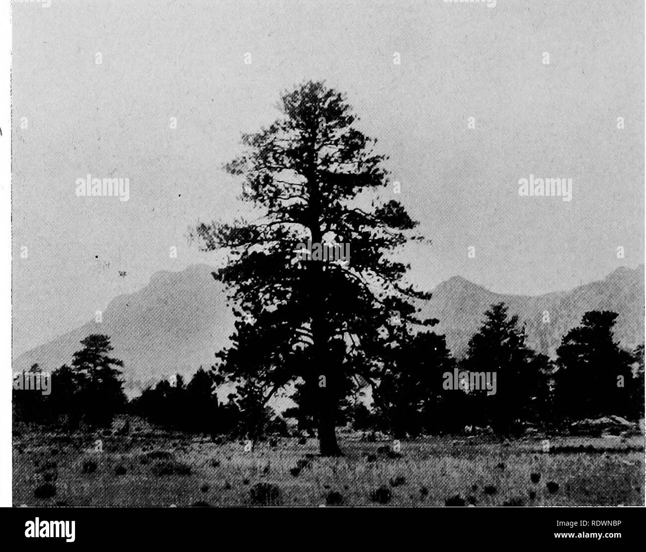 . Wild flowers and trees of Colorado. Botany. 42 WILD FLOWERS AND TREES OF COLORADO are found at Colorado Springs and southward. The distribution of the pinyon pine is similar. Many of the high-altitude trees extend far north to British Columbia and even Alaska1. A considerable number range to the Pacific coast, but only a few show a distribution far eastward.. Fig. 38.—Rock Pine, Growing in the Open, Estes Park Limits of tree distribution.—The upper limit of tree growth, or timber- line, is variable as to altitude. On north exposures the trees do not extend so high up the mountain side as the Stock Photo