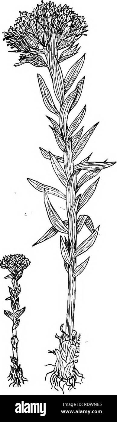 . Wild flowers and trees of Colorado. Botany. COLORADO WILD FLOWERS 27. Fig. 27.—Red Orpine (Clementsia rhodanlha) One of the most interesting sub-alpine plants is here figured. It has fleshy stem and leaves and dark red flowers. The plants grow along streams and in marshy places. When found in dry soil they are small and dwarfed, having the appearance of alpine plants, well shown by the smaller specimen in the drawing. The dwarfing is due to dryness, not to altitude (i. c, cold climate), as is shown by the fact that both the ordinary form and the &quot;alpine form&quot; may occur at the same  Stock Photo