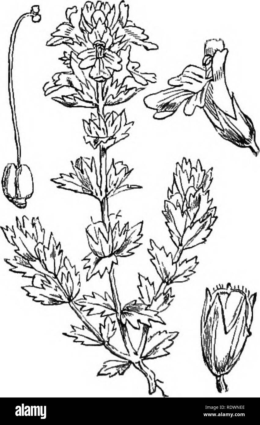 . Illustrations of the British flora: a series of wood engravings, with dissections, of British plants. Botany; Botany. 768. Bartsia Odontites, Huds. Odontites rubra, Gil. XedB. 769. Euphrasia officinalis, L. Eyehrigltt.. Please note that these images are extracted from scanned page images that may have been digitally enhanced for readability - coloration and appearance of these illustrations may not perfectly resemble the original work.. Fitch, W. H. (Walter Hood), 1817-1892; Smith, George Worthington, 1835-1917; Bentham, George, 1800-1884. Handbook of the British flora. London, L. Reeve Stock Photo