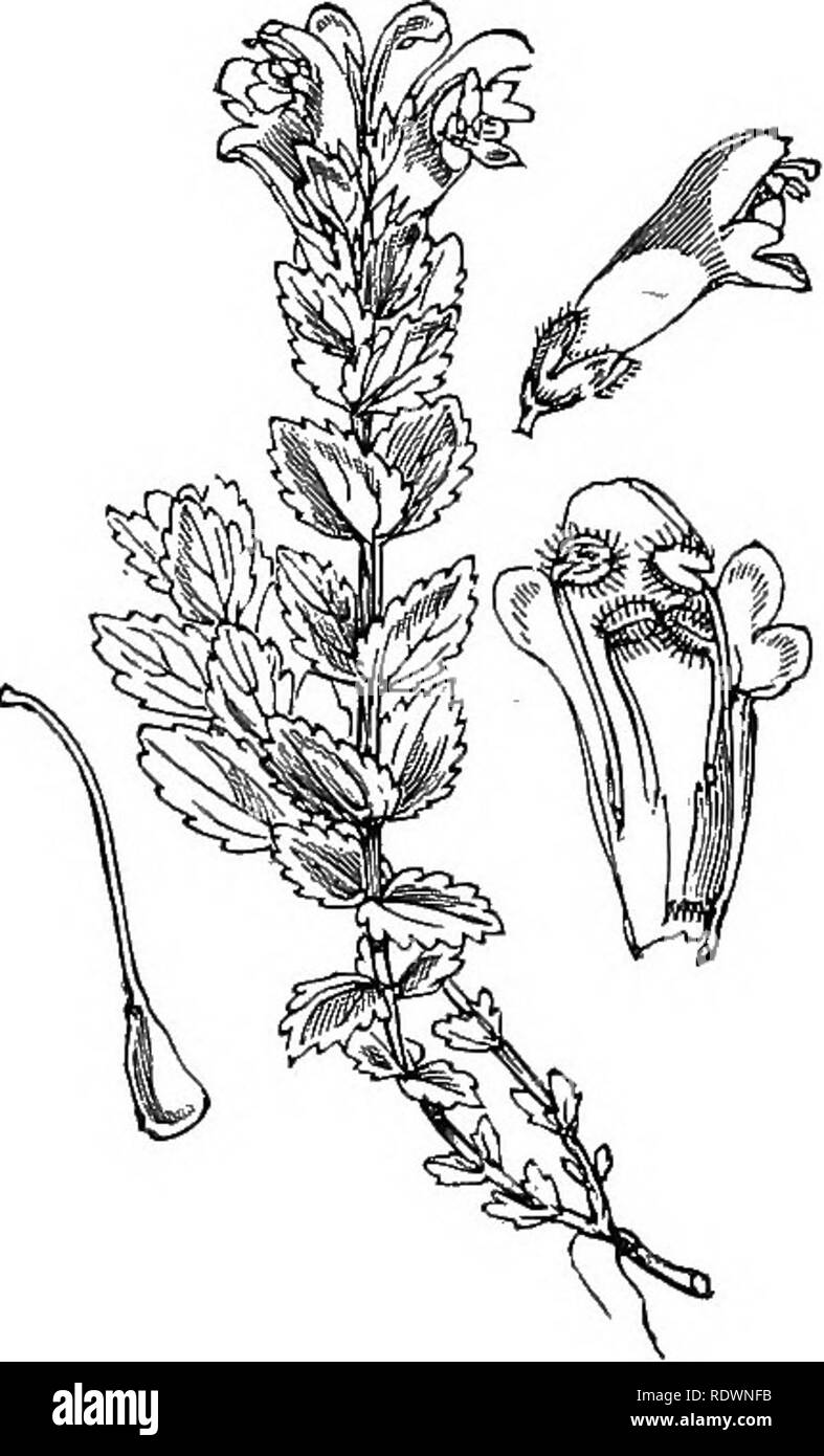 . Illustrations of the British flora: a series of wood engravings, with dissections, of British plants. Botany; Botany. 192 LVI. SCROPHULARINE^. [I. Dicotyledons. 766. Bartsia alpina, L. Alpine B. ; P.. Please note that these images are extracted from scanned page images that may have been digitally enhanced for readability - coloration and appearance of these illustrations may not perfectly resemble the original work.. Fitch, W. H. (Walter Hood), 1817-1892; Smith, George Worthington, 1835-1917; Bentham, George, 1800-1884. Handbook of the British flora. London, L. Reeve Stock Photo