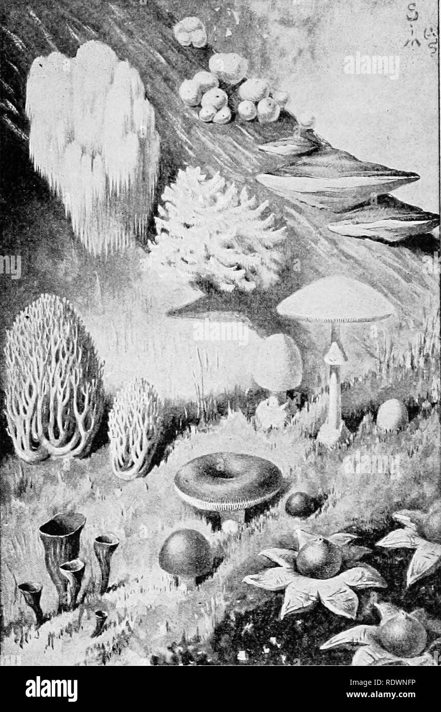 . Science of plant life, a high school botany treating of the plant and its relation to the environment. Botany. Bacteria and Fungi 267. ^J'f&quot;^' Fig. is8. Various forms of mushrooms. At top: puffballs in center, bracket fungus {Fames) at right, Hydnums to left. Center: coral fungus (Clavaria) on left and poisonous Amanita on right. At bottom, left to right: cornu- copia fungus (Crjfe«//»j), J?»M«^a, and earthstars {Geaster).. Please note that these images are extracted from scanned page images that may have been digitally enhanced for readability - coloration and appearance of these illus Stock Photo