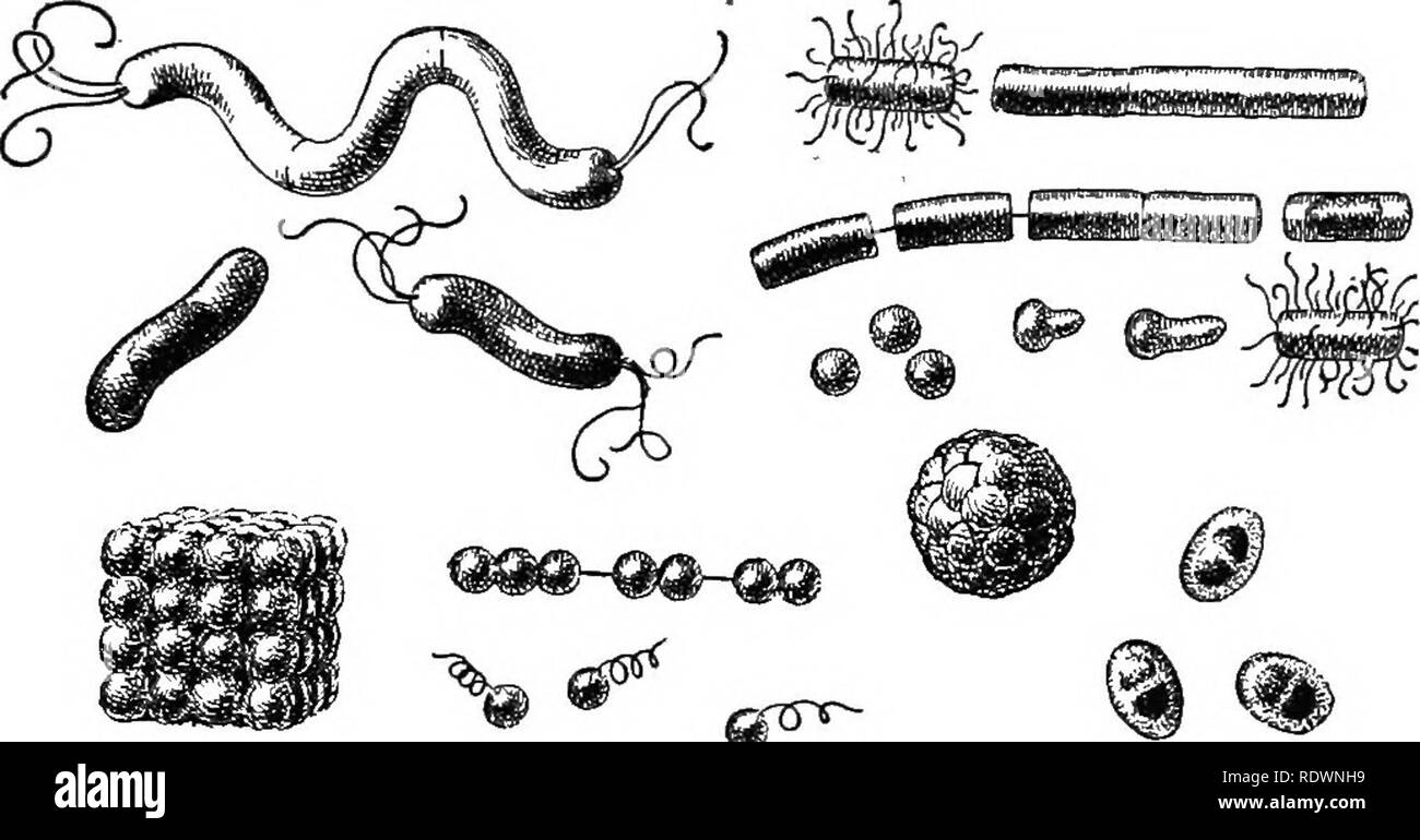 . Science of plant life, a high school botany treating of the plant and its relation to the environment. Botany. Bacteria and Fungi 251 hygiene, are primarily based on our knowledge of the be- havior of this group of plants.. Fig. 148. Various forms of bacteria. Economically the bacteria are of the greatest importance. Together with the fungi they are the principal cause of decay. Bacteria bring about the ripening of milk, in butter and cheese making, and they produce both the pleasant flavors in these products and the xmpleasant flavors that develop in them with age. The bacteria are also the Stock Photo