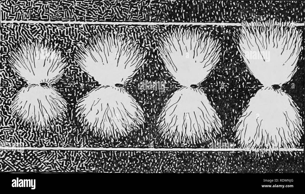 . Science of plant life, a high school botany treating of the plant and its relation to the environment. Botany. Reproduction in Relation to Agriculture 229. Fig. 144. Fiber from new varieties of long-fibered cotton at the right, obtained by hybridizing and selecting progeny from the two forms producing the shorter fibers at the left. The hybrid offspring excel both parents in the length of fiber produced. desirable plants. Weeds as a class are plants in which re- production has reached the highest degree of efl&amp;ciency. The sequoia may stand for the culmination of vegetative efl&amp;ciency Stock Photo