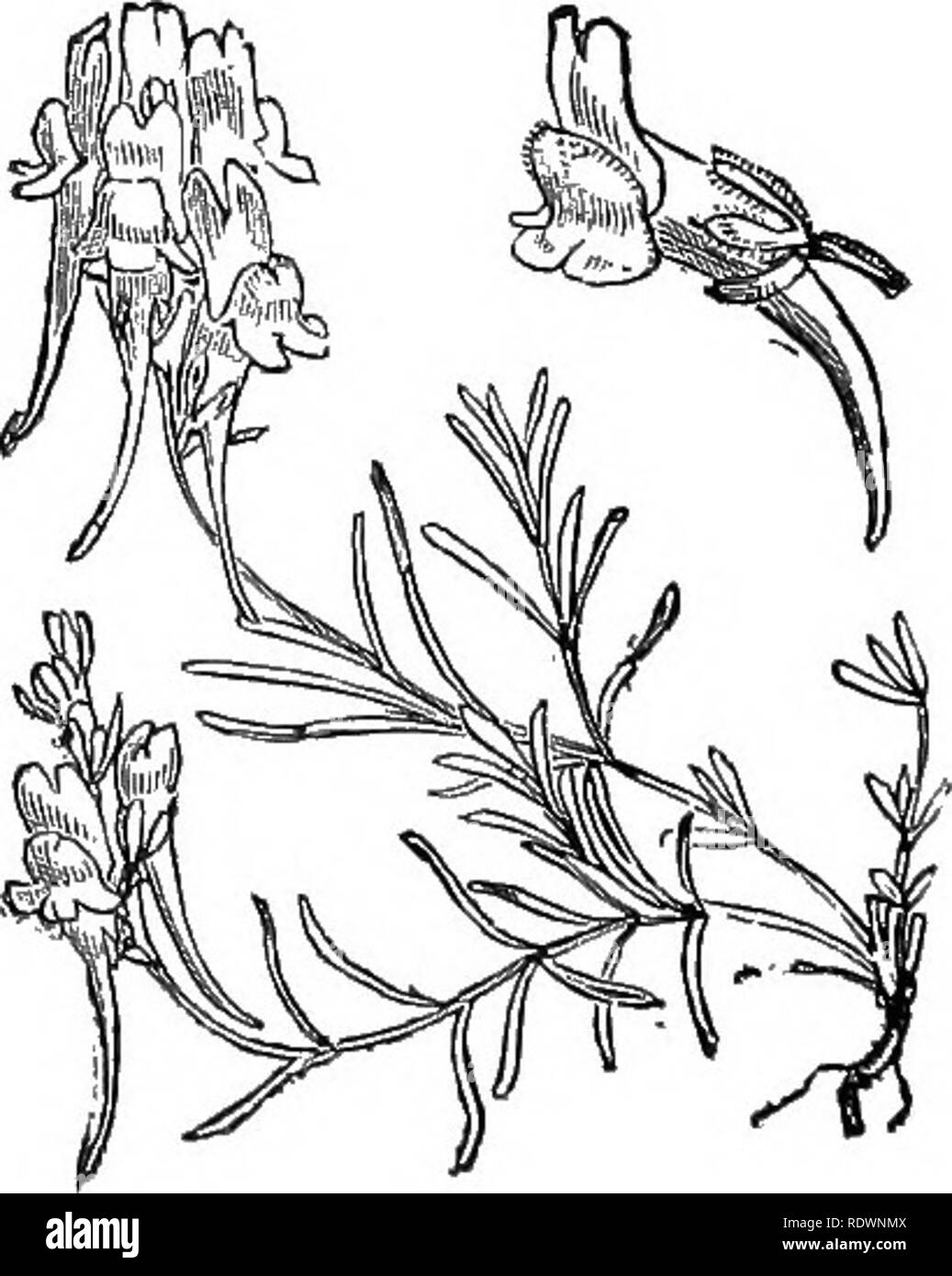 . Illustrations of the British flora: a series of wood engravings, with dissections, of British plants. Botany; Botany. 736. Linaria Pelisseriana, Mill. Pelisser^s L.; P. 737. Linaria supina, Desf. Siipme L.; Y.. Please note that these images are extracted from scanned page images that may have been digitally enhanced for readability - coloration and appearance of these illustrations may not perfectly resemble the original work.. Fitch, W. H. (Walter Hood), 1817-1892; Smith, George Worthington, 1835-1917; Bentham, George, 1800-1884. Handbook of the British flora. London, L. Reeve Stock Photo