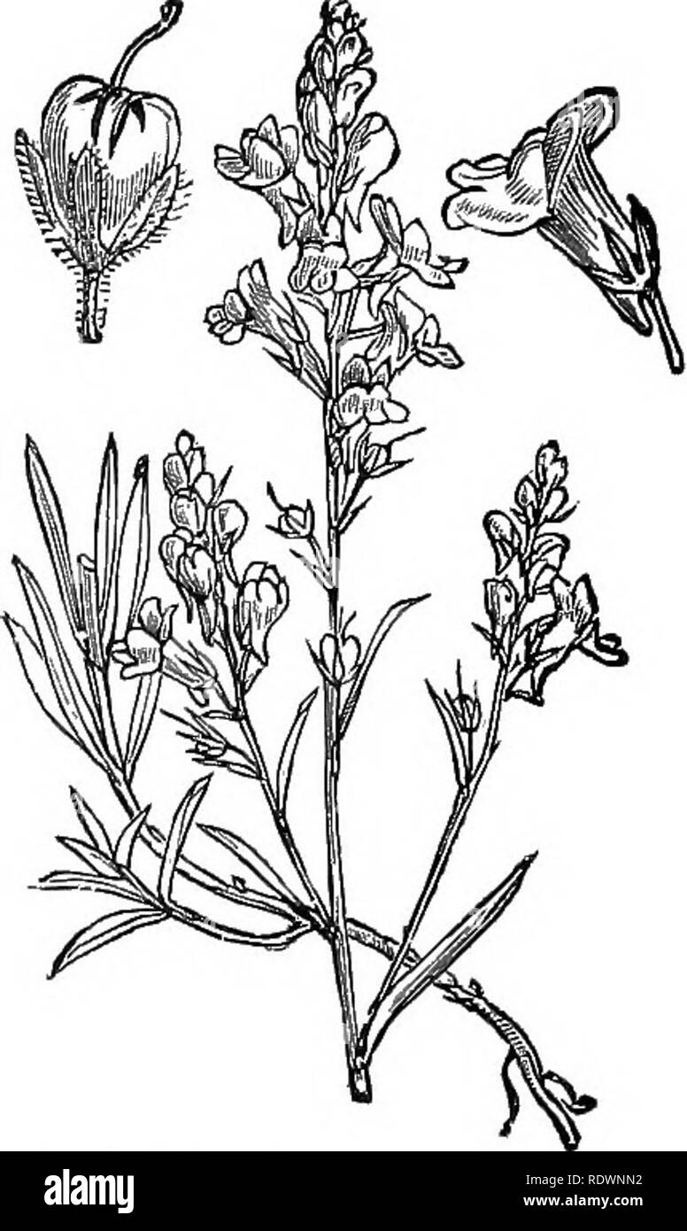 . Illustrations of the British flora: a series of wood engravings, with dissections, of British plants. Botany; Botany. ' 734. Linaria vulgaris, Mill. Toadflax; V. 735. Linaria repens, Ait. Pale L.. Please note that these images are extracted from scanned page images that may have been digitally enhanced for readability - coloration and appearance of these illustrations may not perfectly resemble the original work.. Fitch, W. H. (Walter Hood), 1817-1892; Smith, George Worthington, 1835-1917; Bentham, George, 1800-1884. Handbook of the British flora. London, L. Reeve Stock Photo